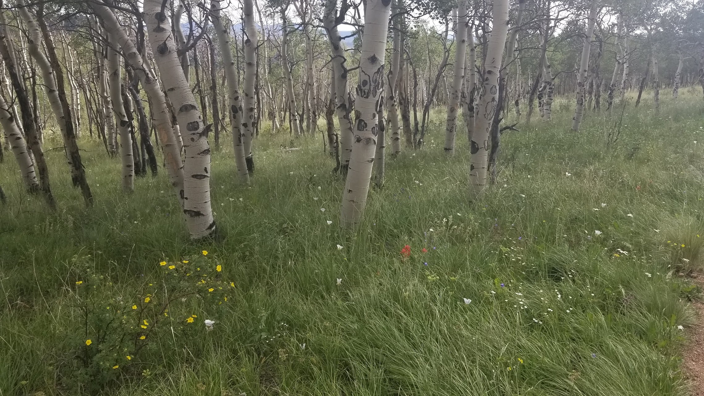 Aspens and wildflowers near Breckenridge, CO