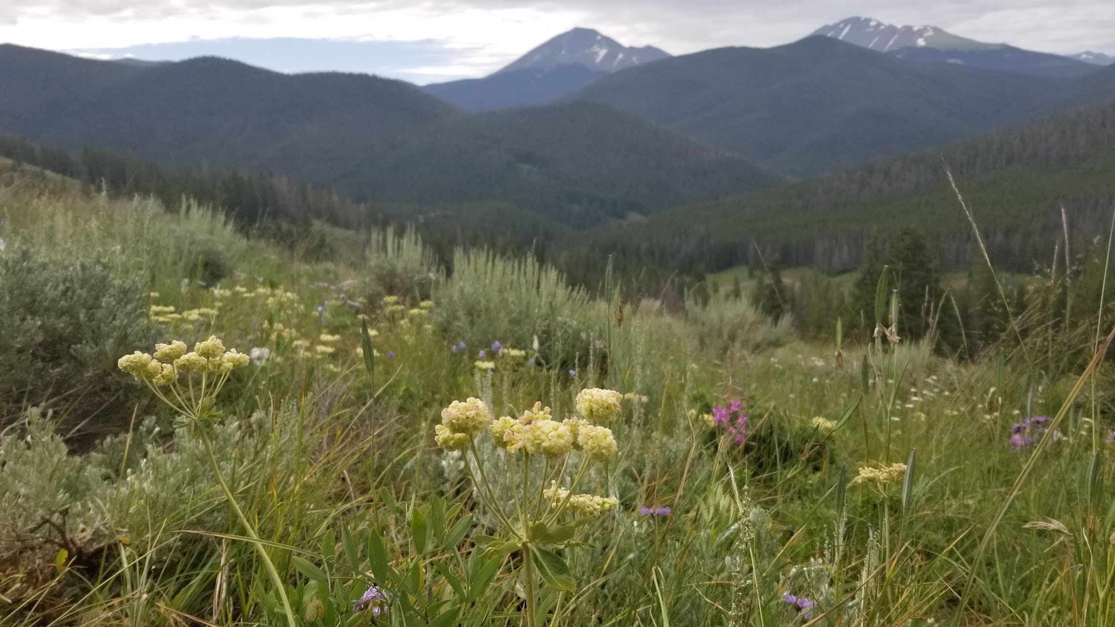 Mountain views and wildflowers