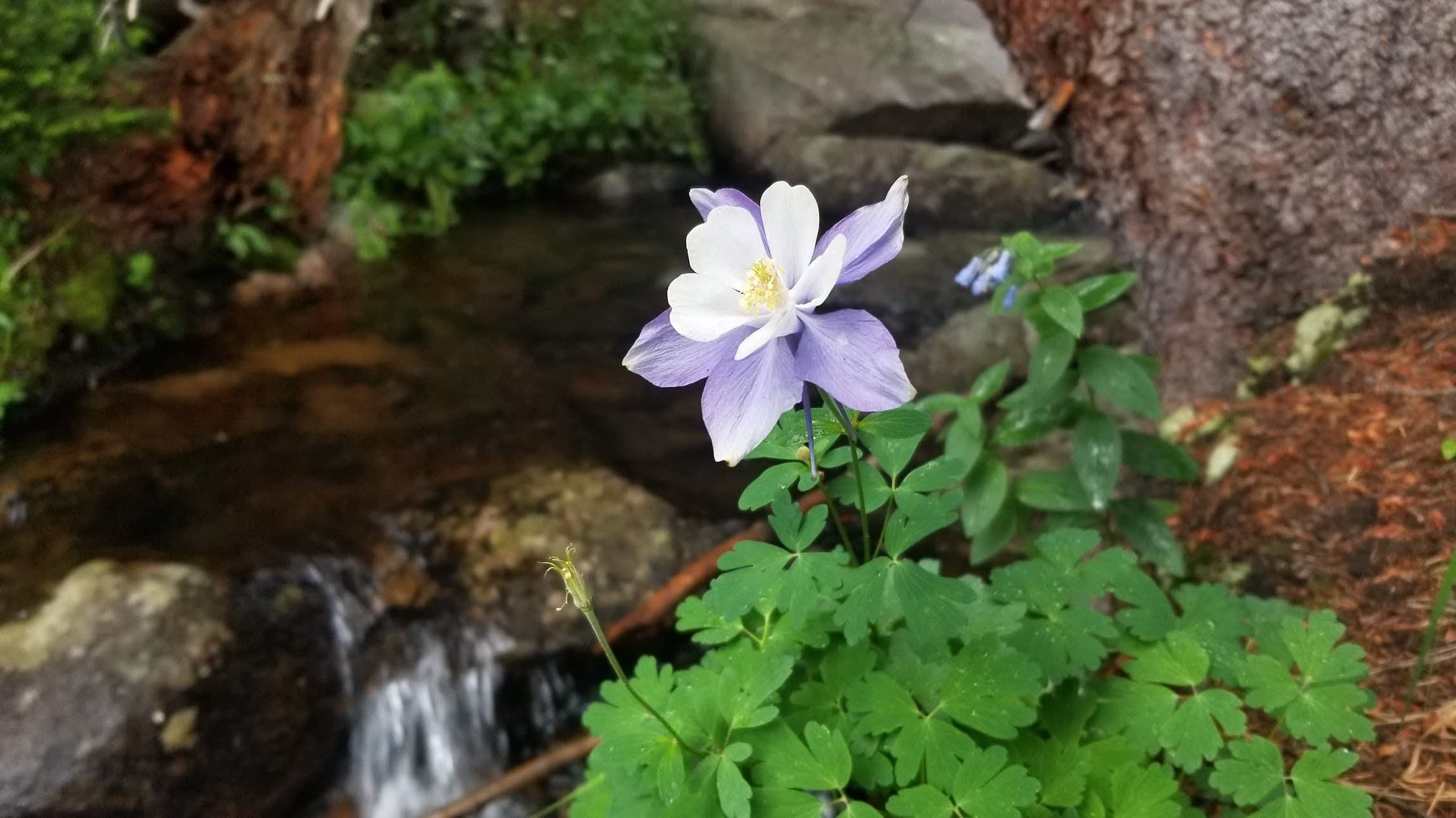 Columbine flower next to a waterfall