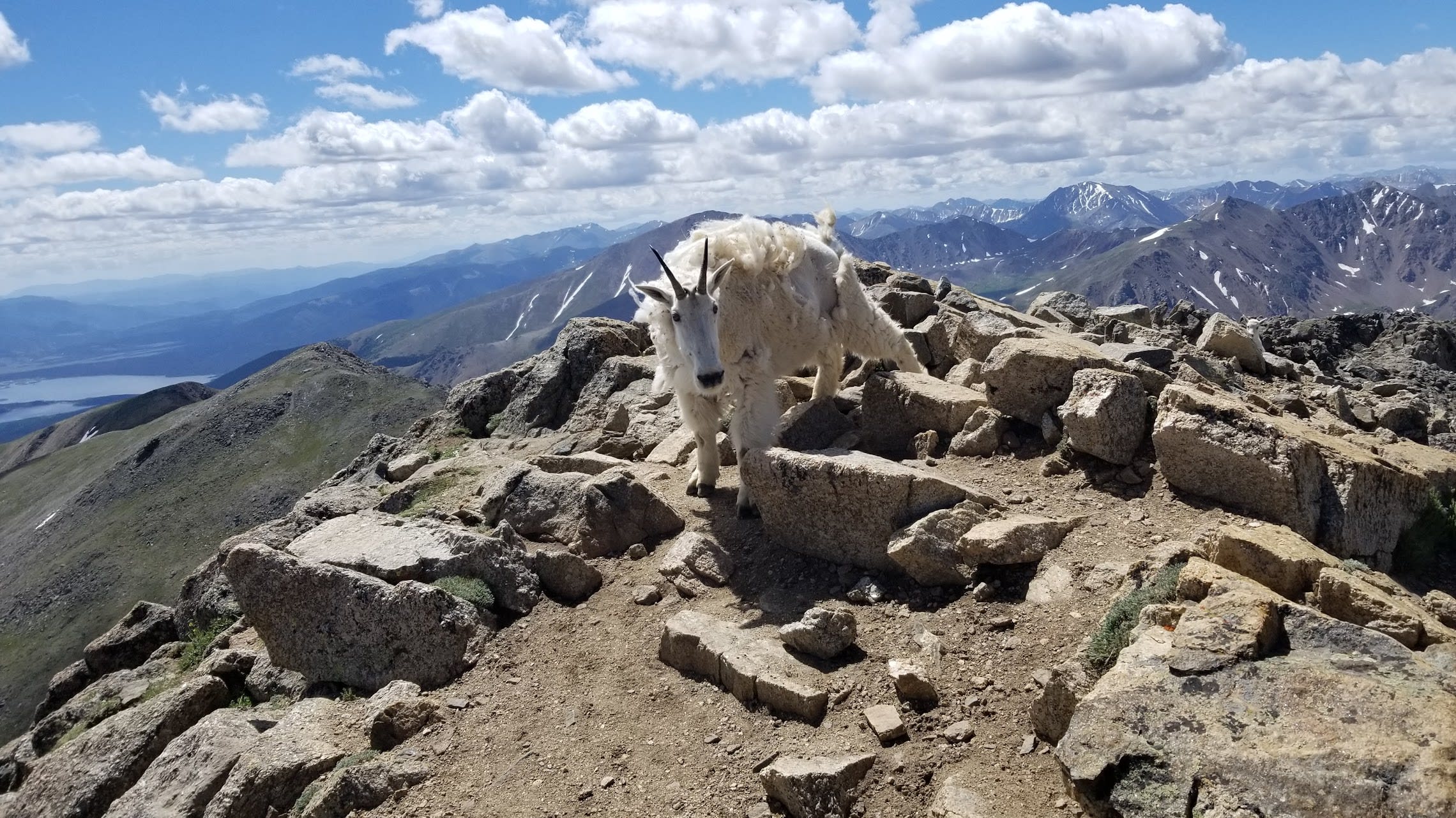 Mountain goats on Mt. Massive