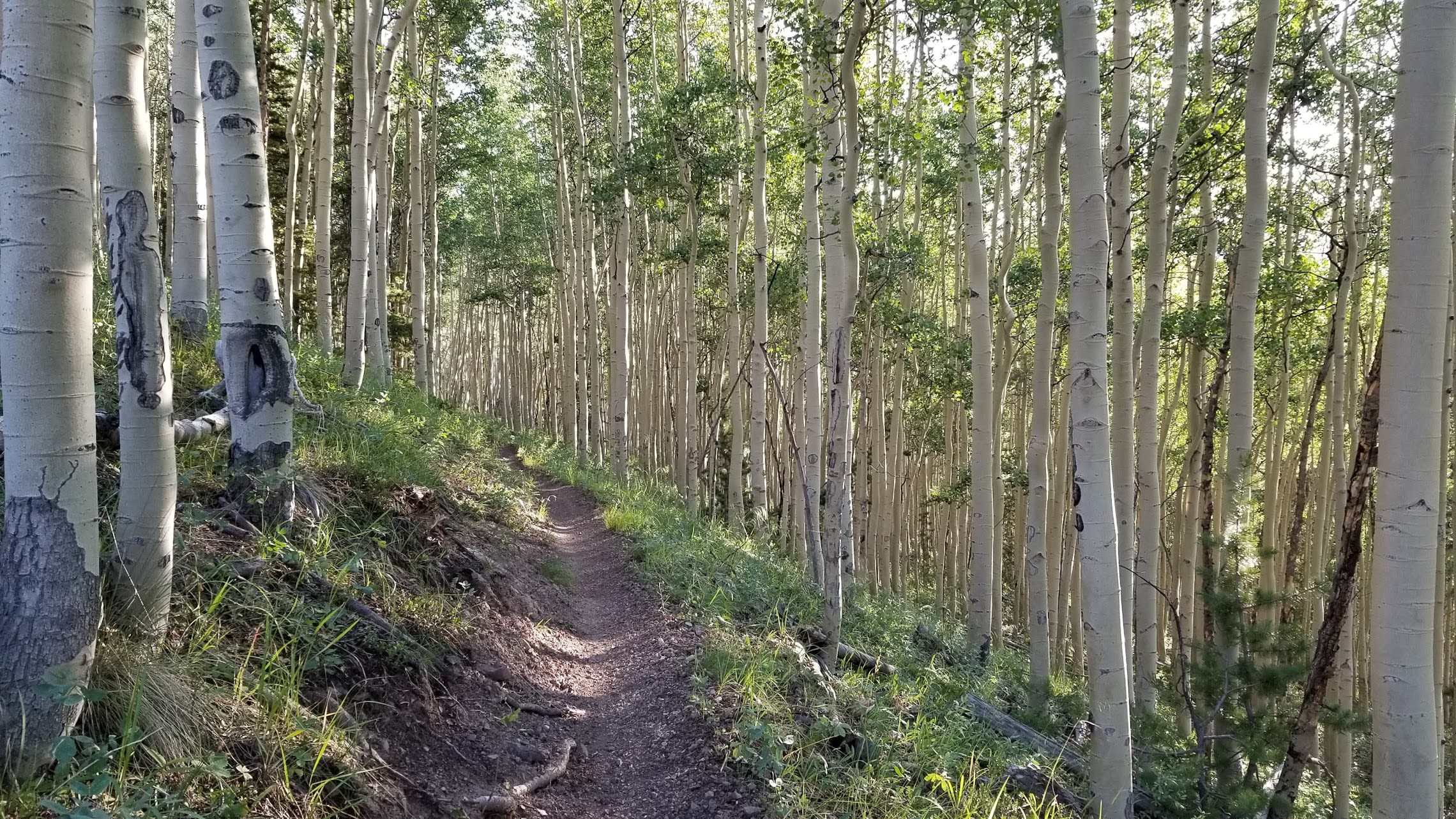 Colorado Trail through aspen trees