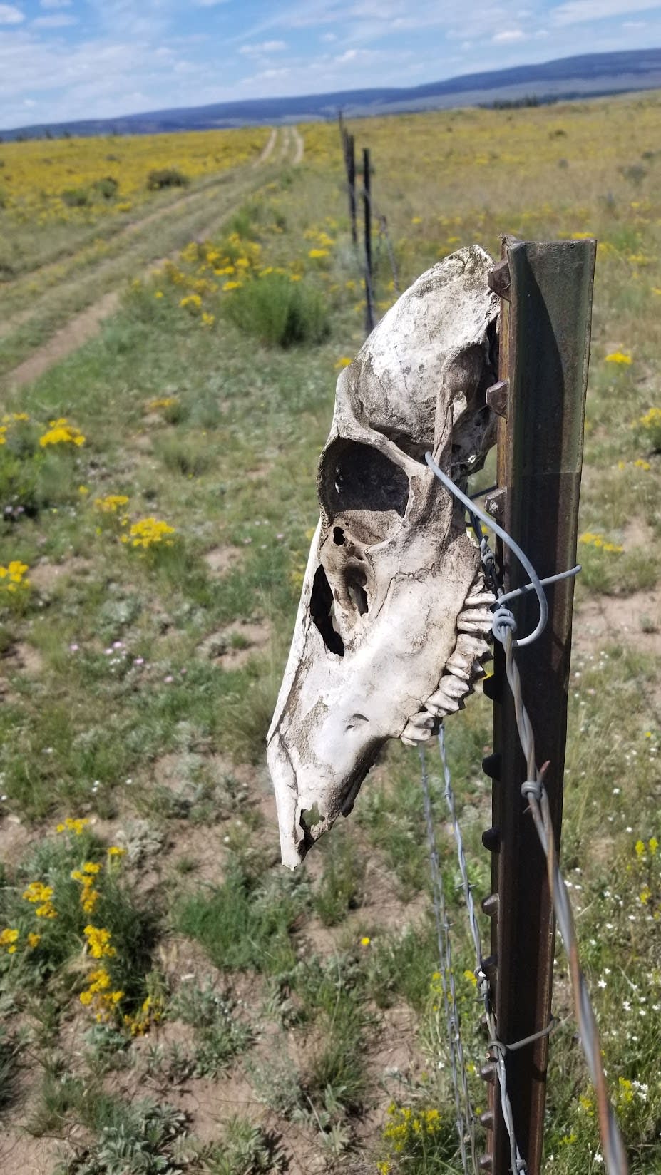 Animal skull tied to barbed wire fence near Gunnison, Colorado