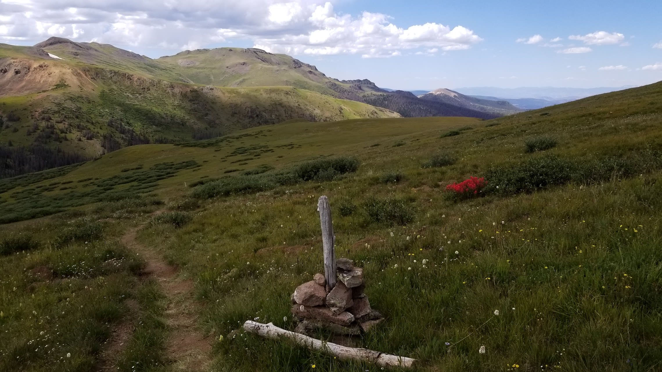 Red Indian paintbrush flower on the Colorado Trail