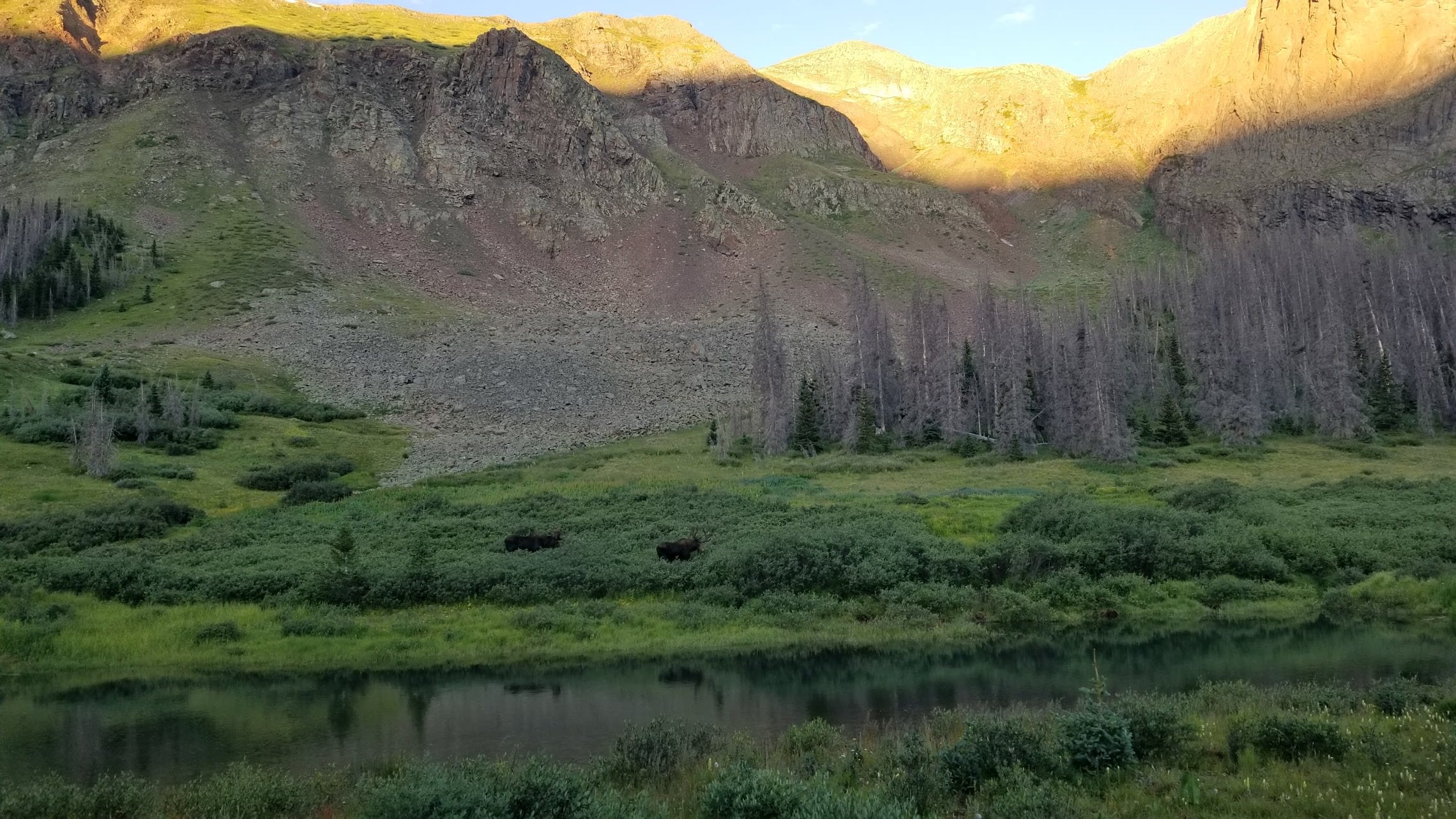 Moose walking along a small lake in the mountains