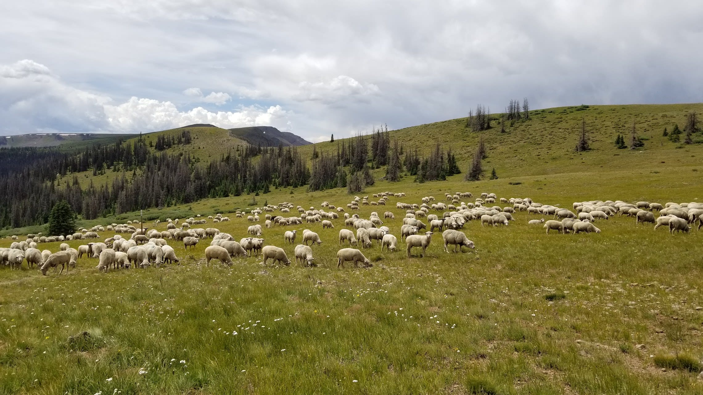 A flock of sheep