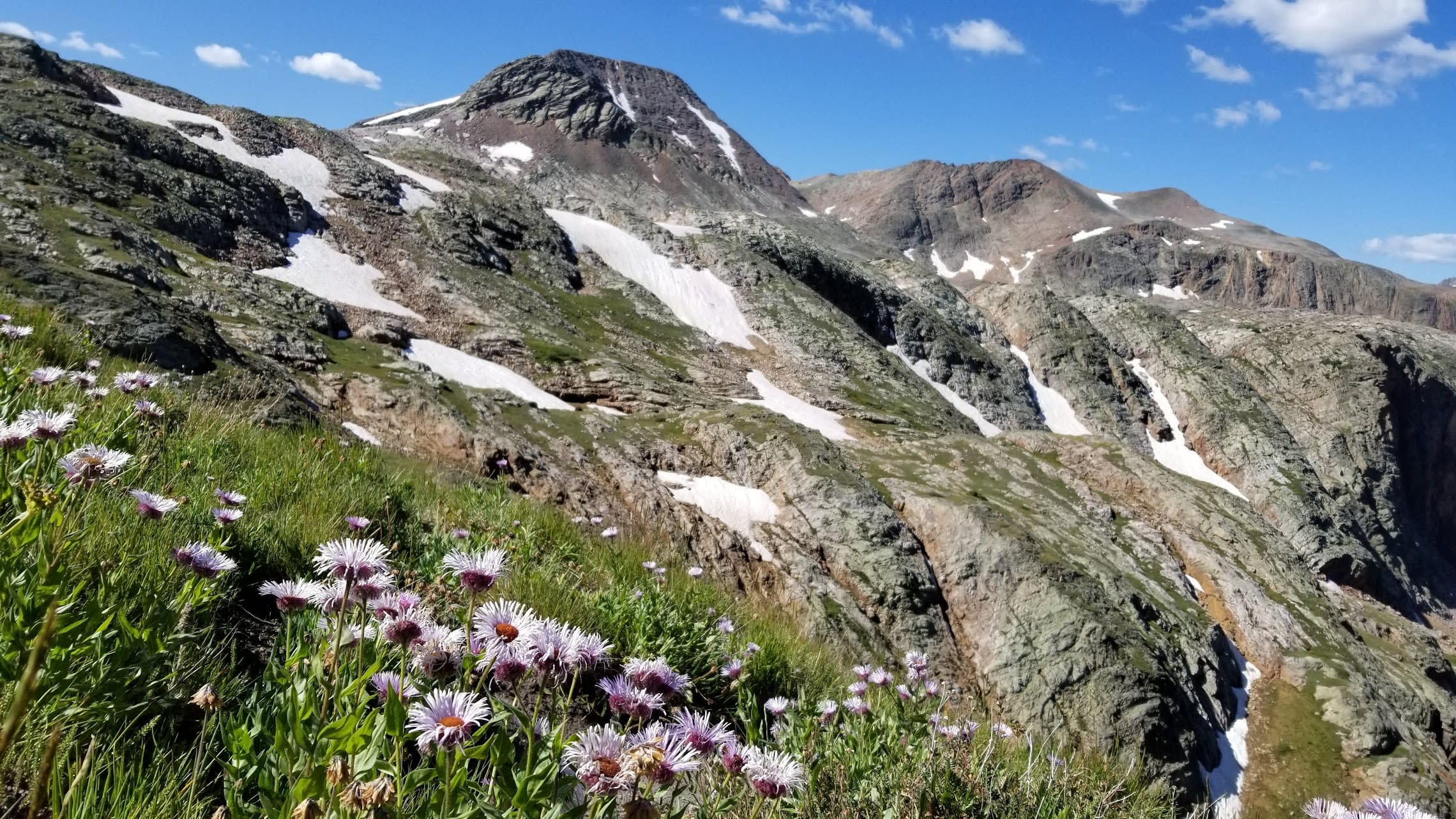 Alpine daisies and mountain peaks