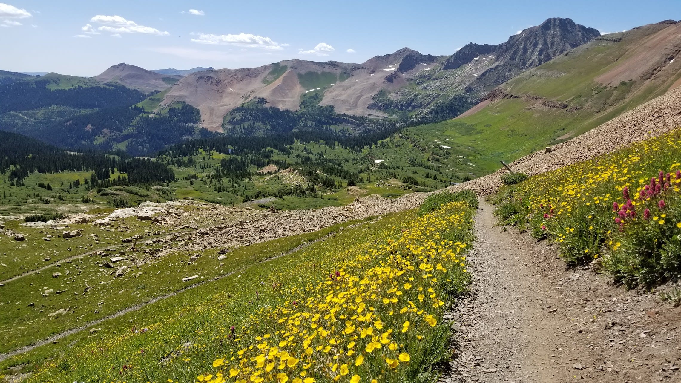 Switchbacks between fields of yellow Colorado wildflowers