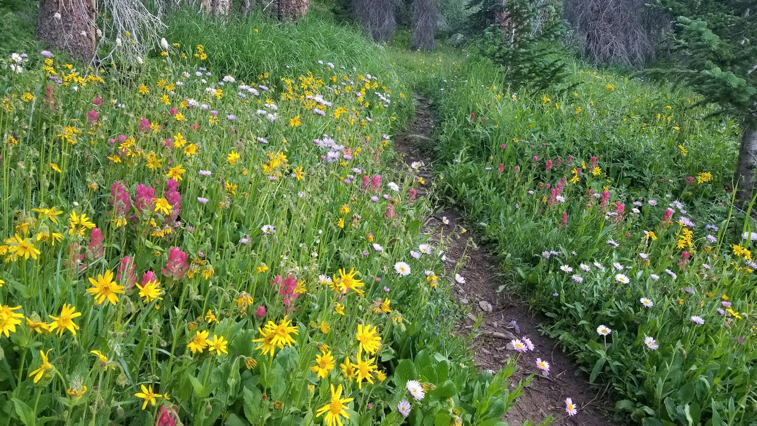 Colorado wildflowers