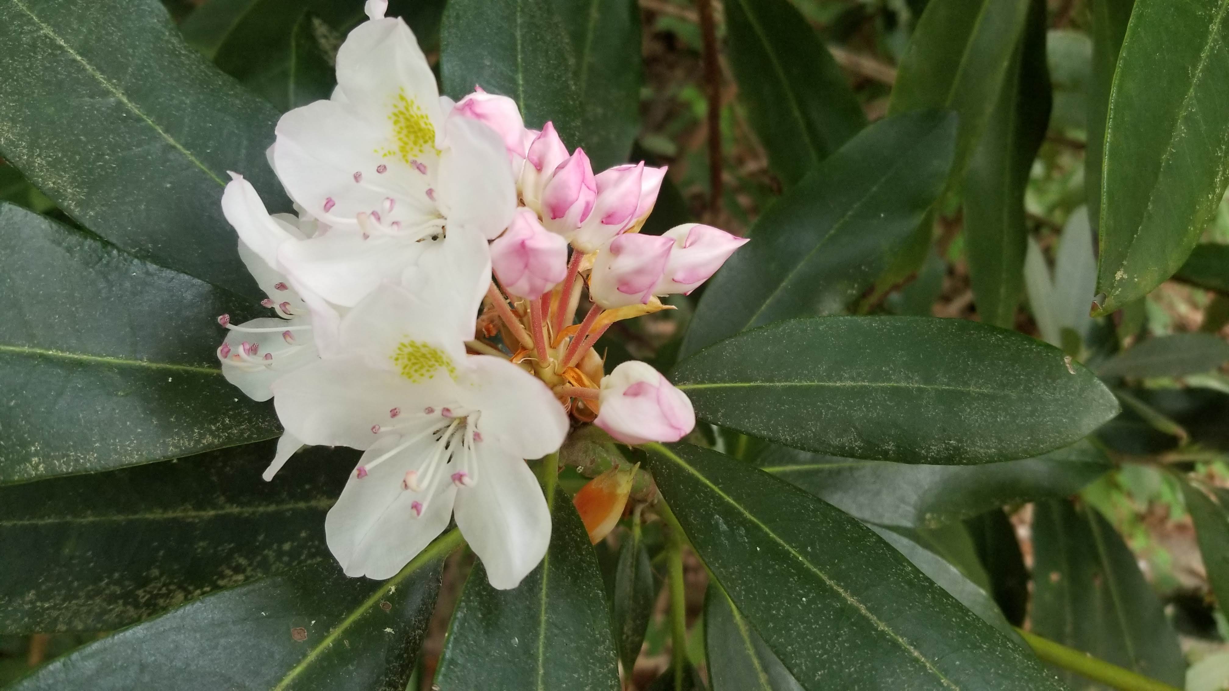 White and pink rhododendron flowers