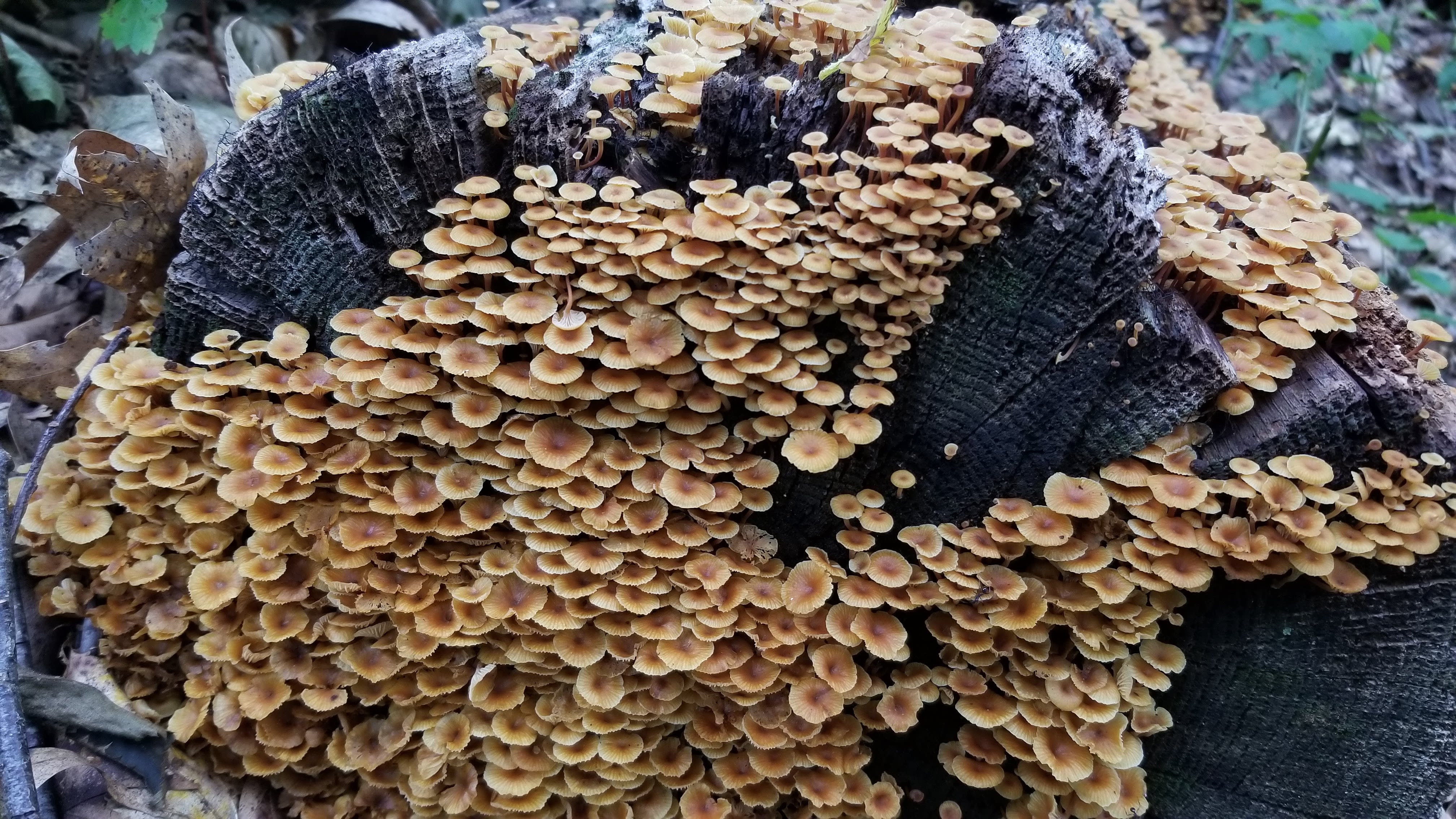 Tiny orange mushrooms on a log