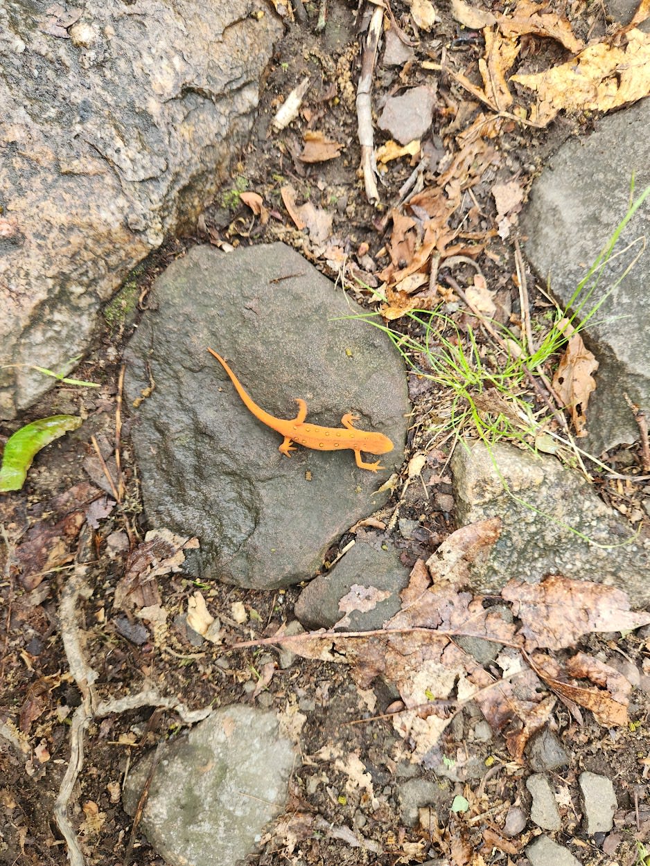 Red Eft on the Appalachian Trail