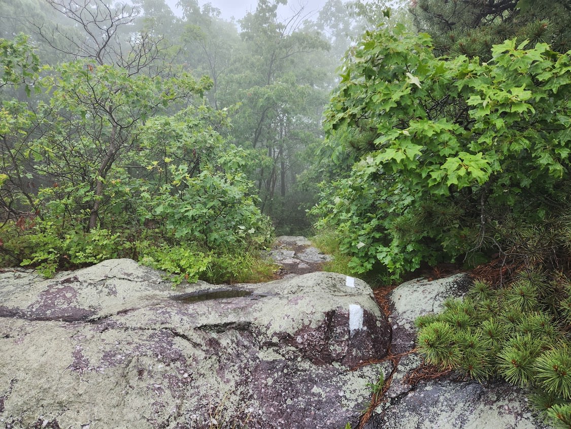 White blazes leading into a misty forest