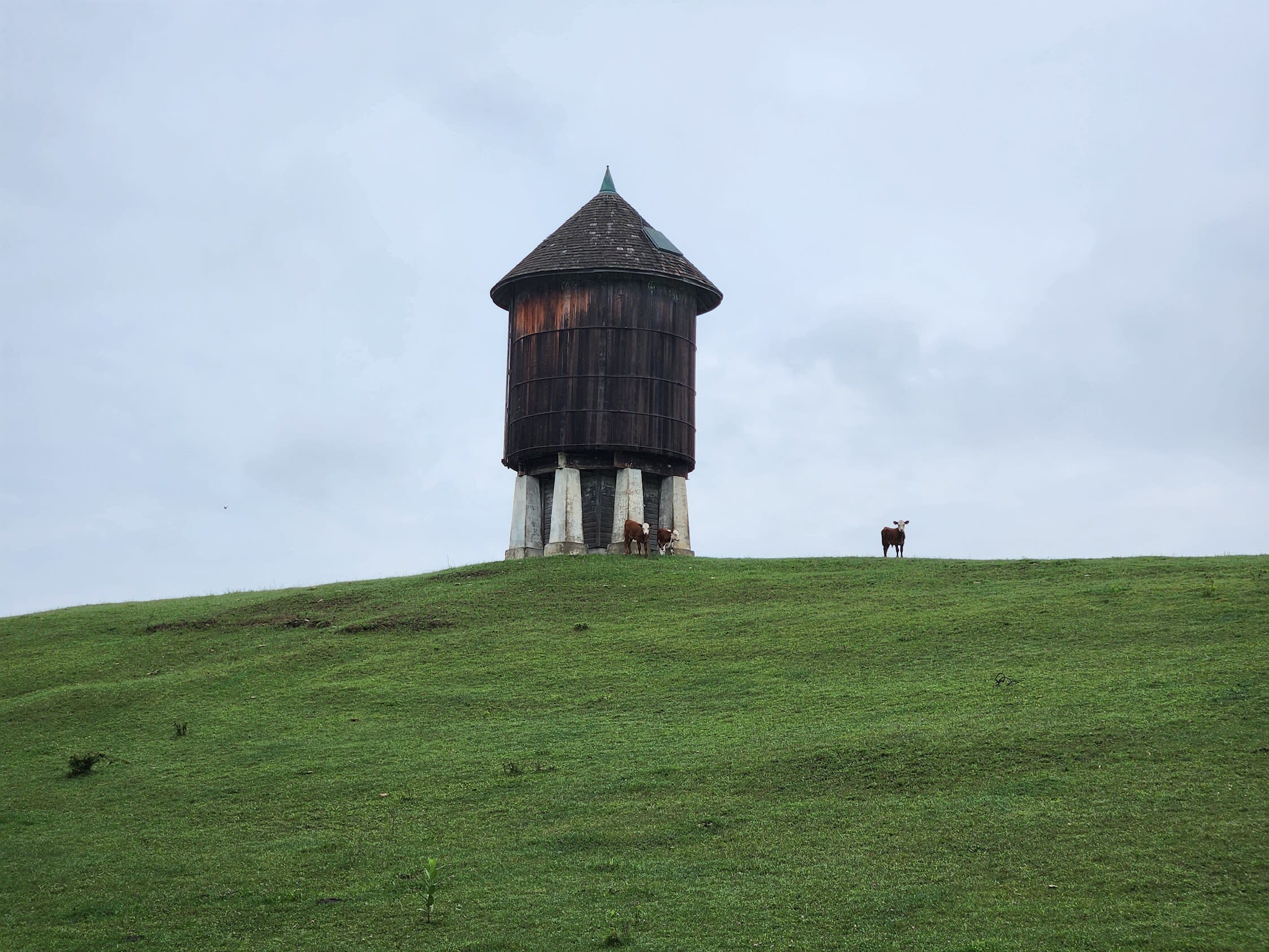 Cow standing near a water tower