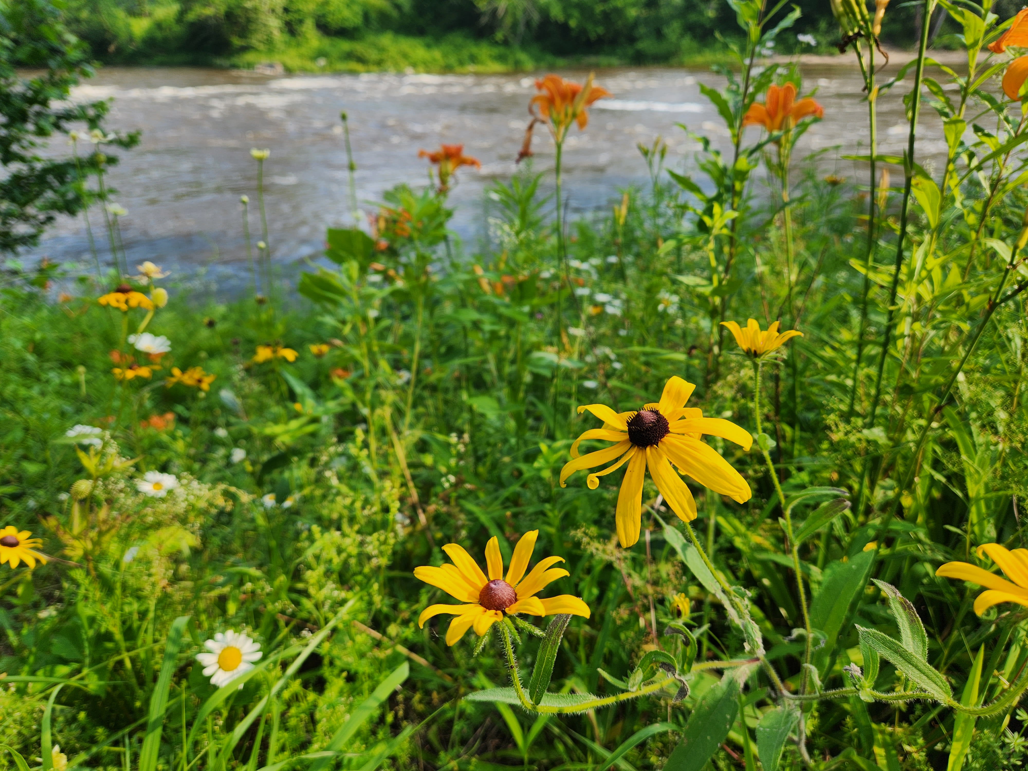 Wild flowers next to the Housatonic River
