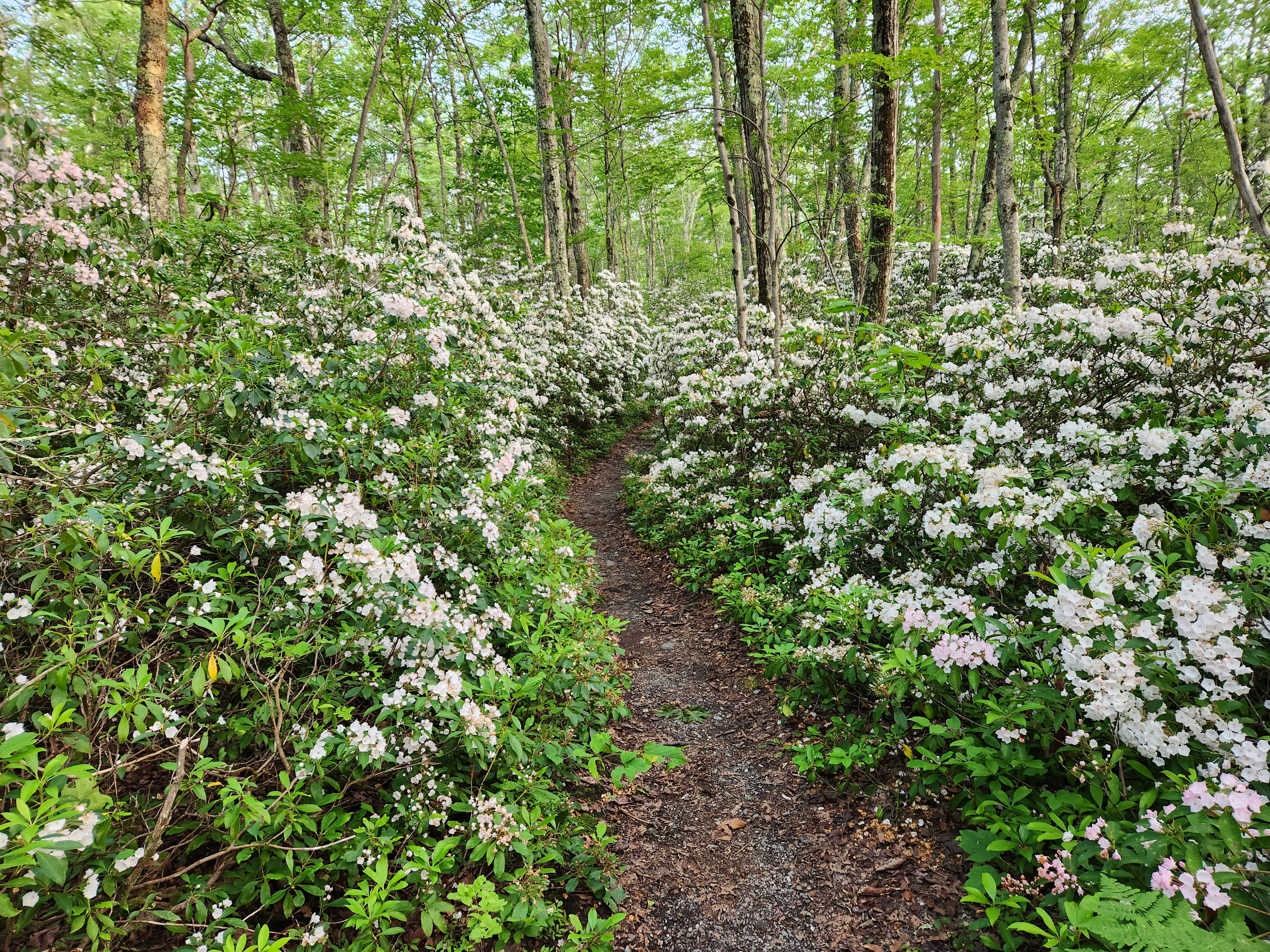 Peak bloom of white Mountain Laurel flowers