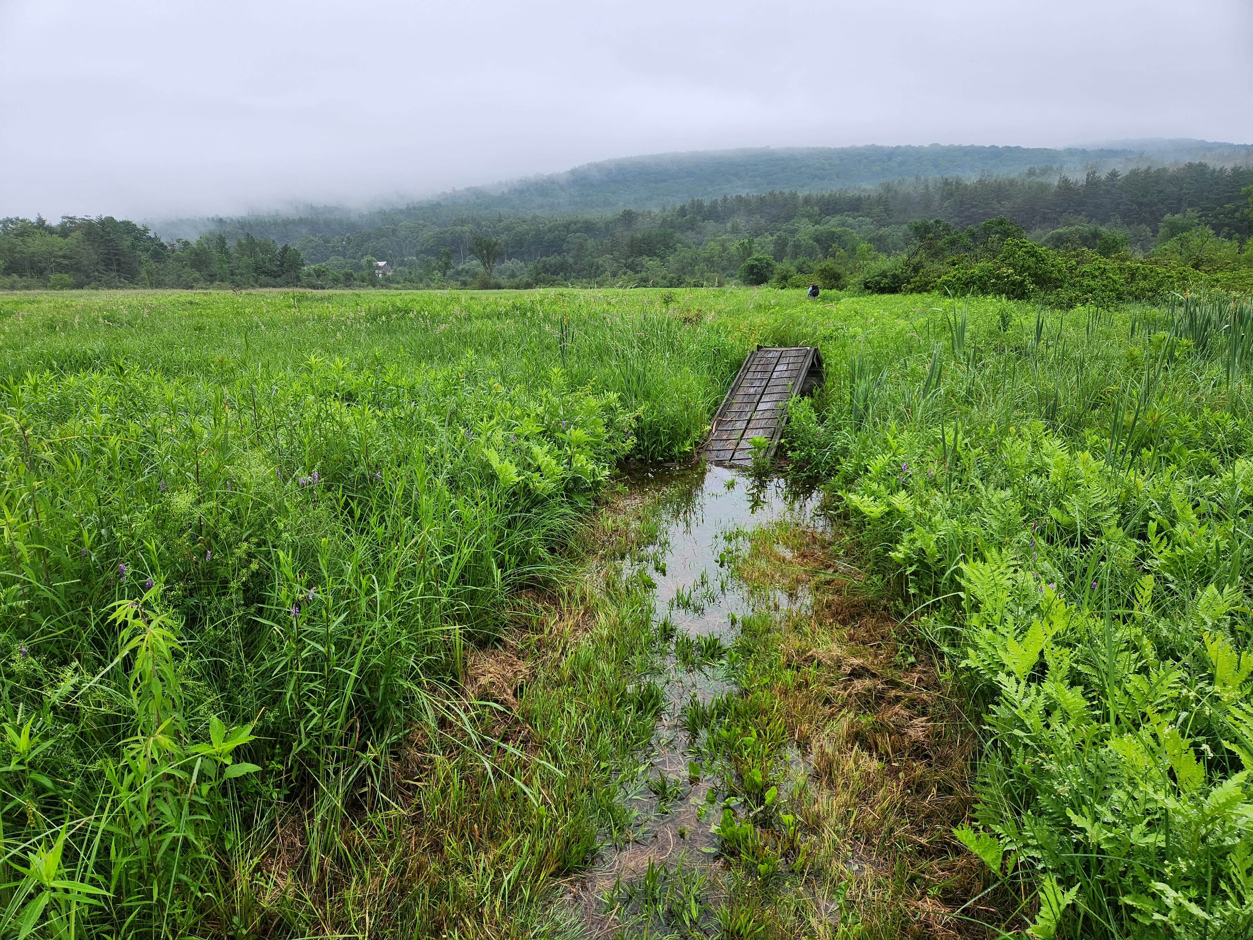 Flooded trail through green fields