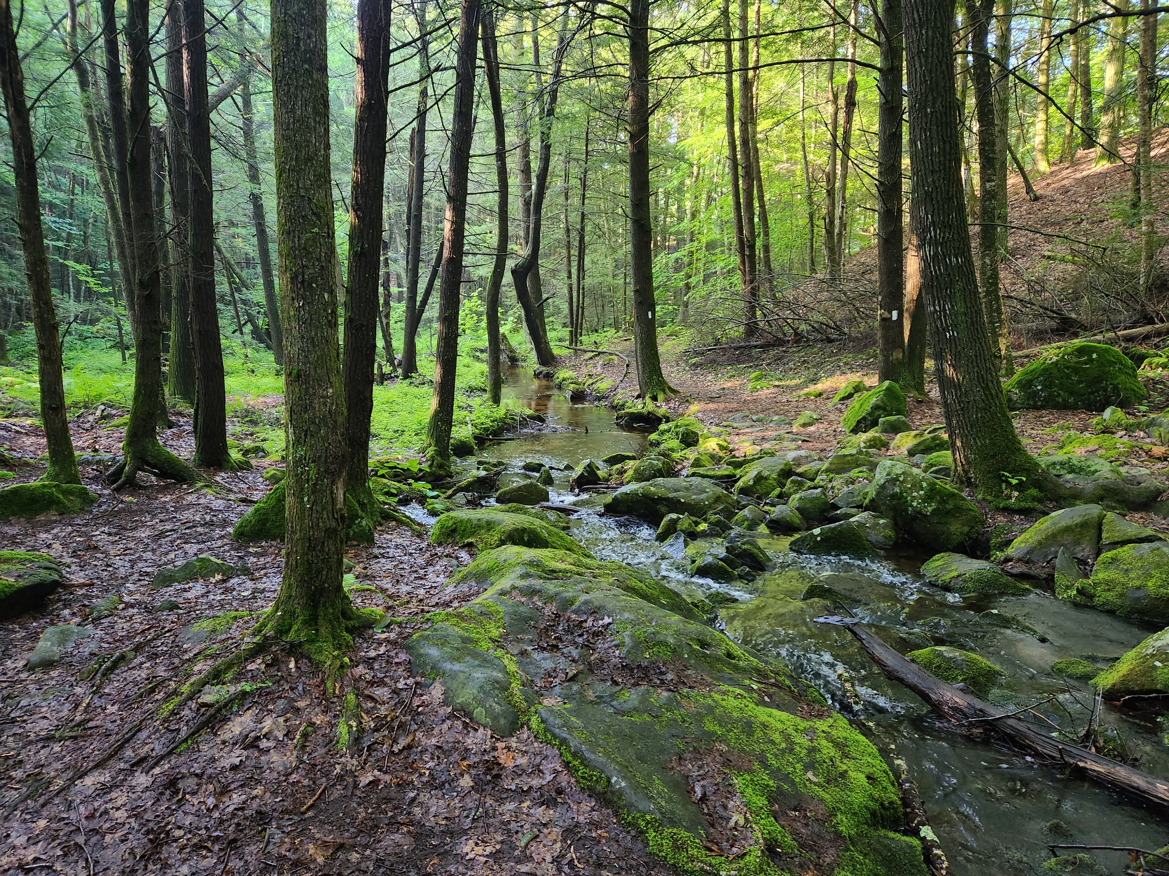Sunshine through trees on to a mossy creek