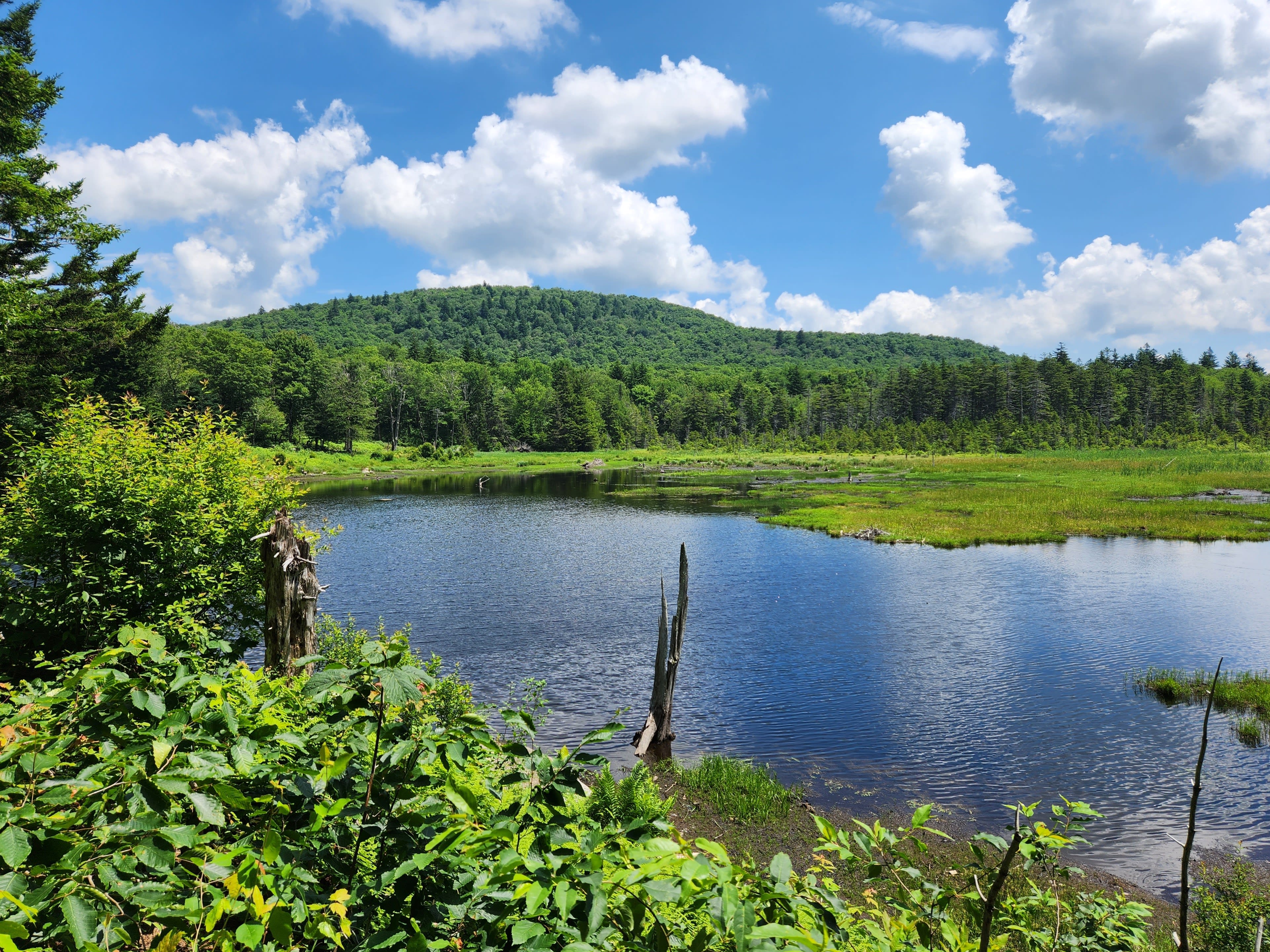 Sunny day over a beaver pond