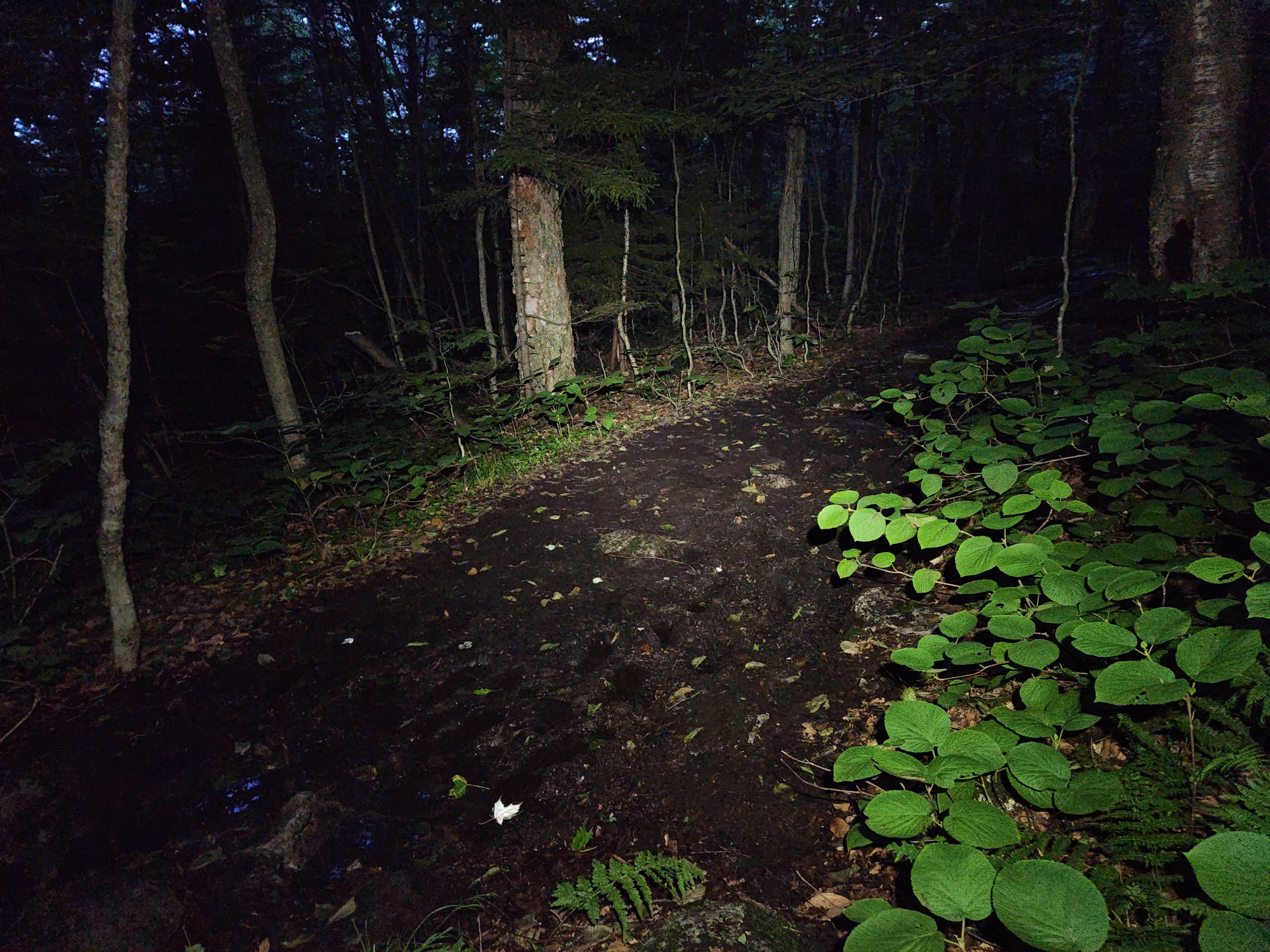 Headlamp beam lights up muddy trail at night