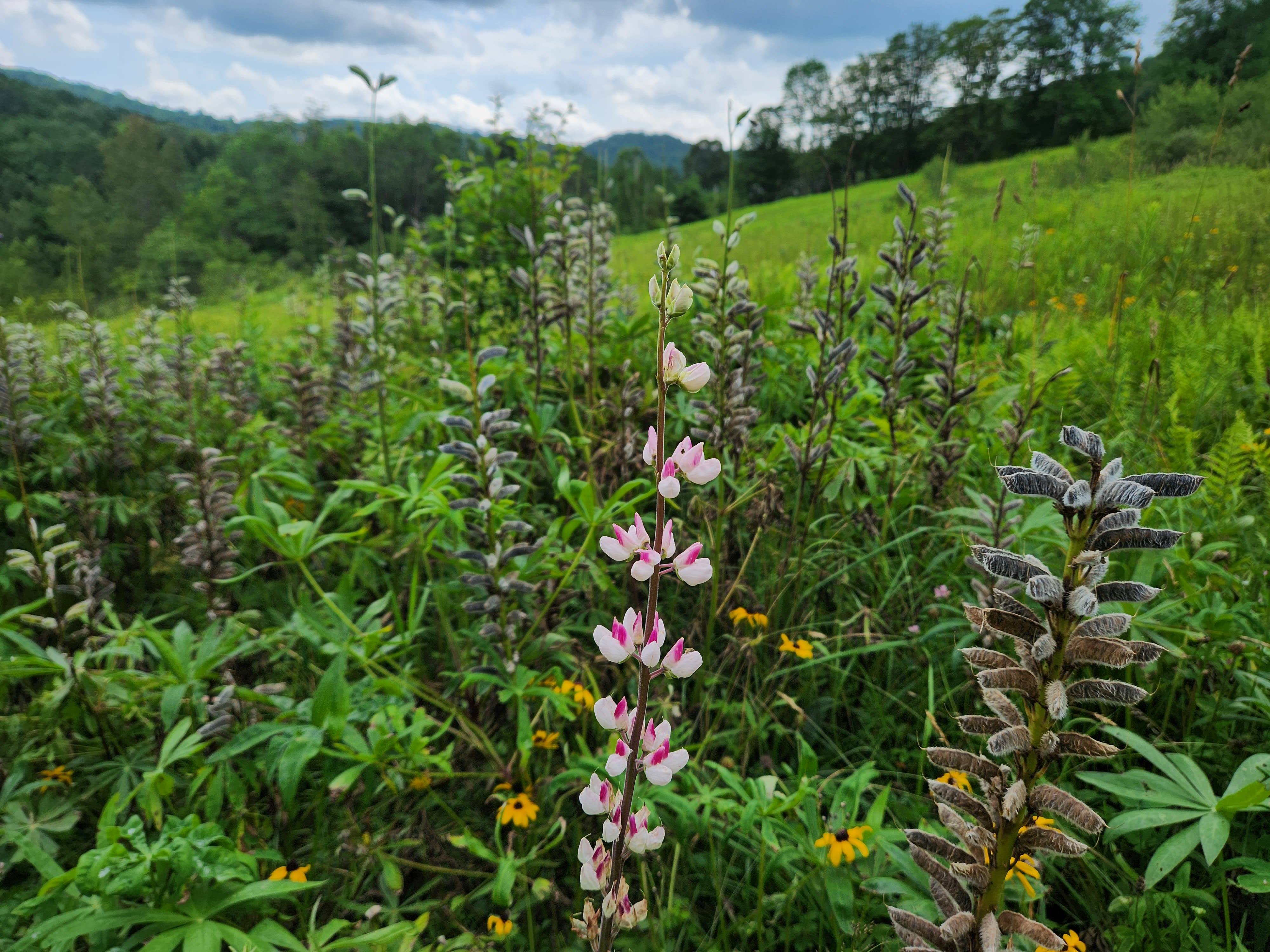 Pink, purple, and yellow wildflowers