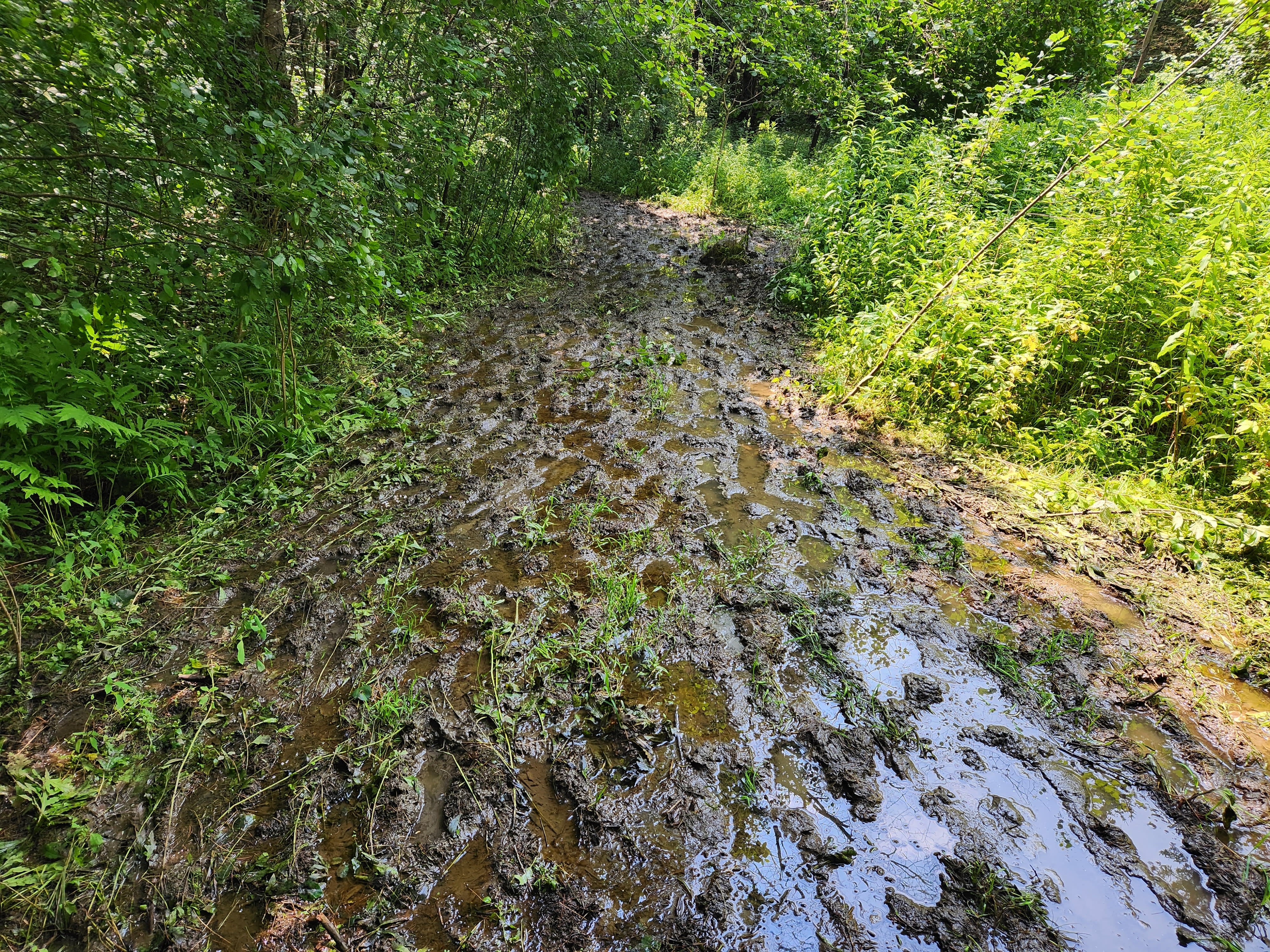 Unavoidable mud on the trail
