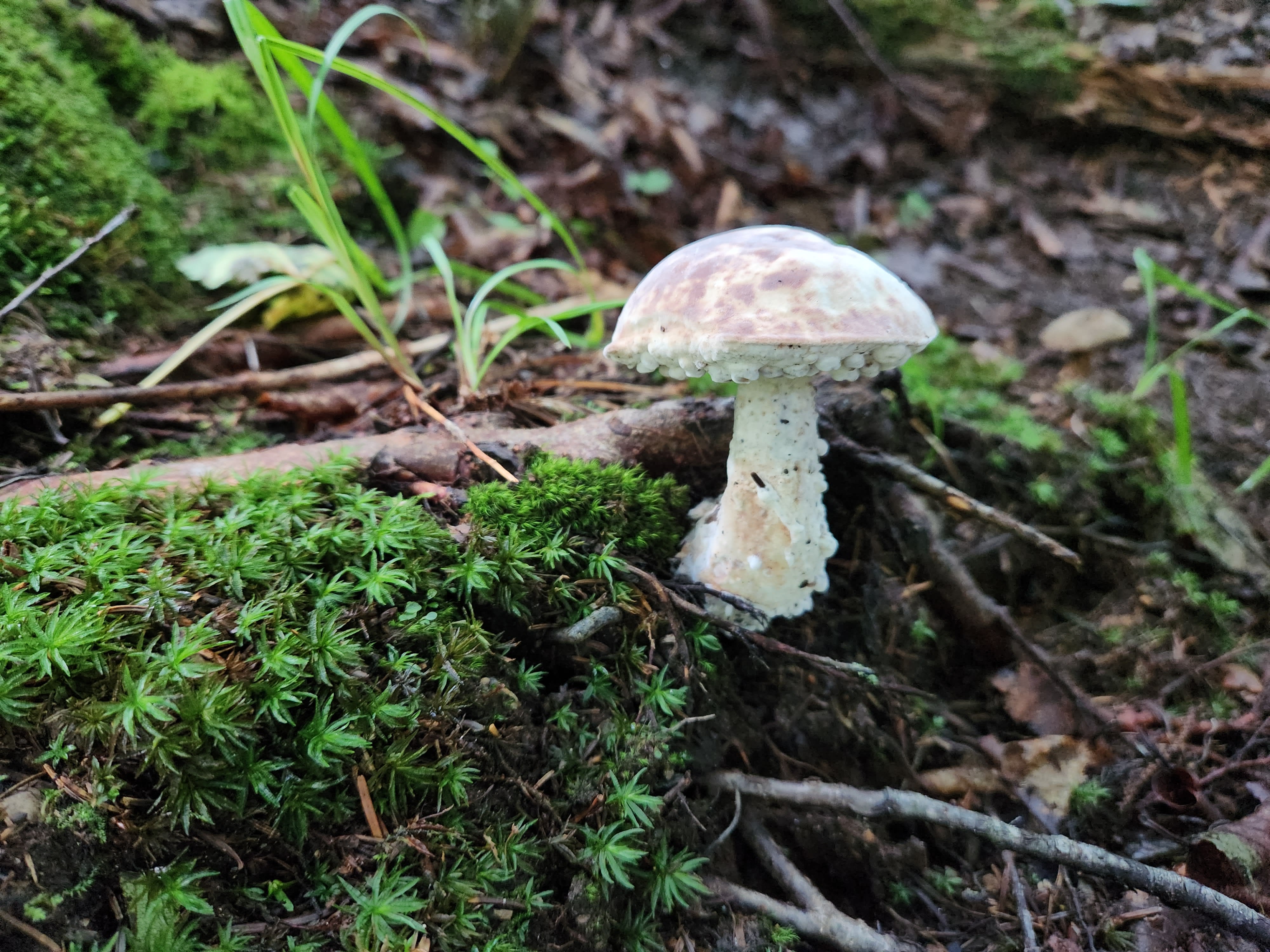 Mushroom growing out of tree roots