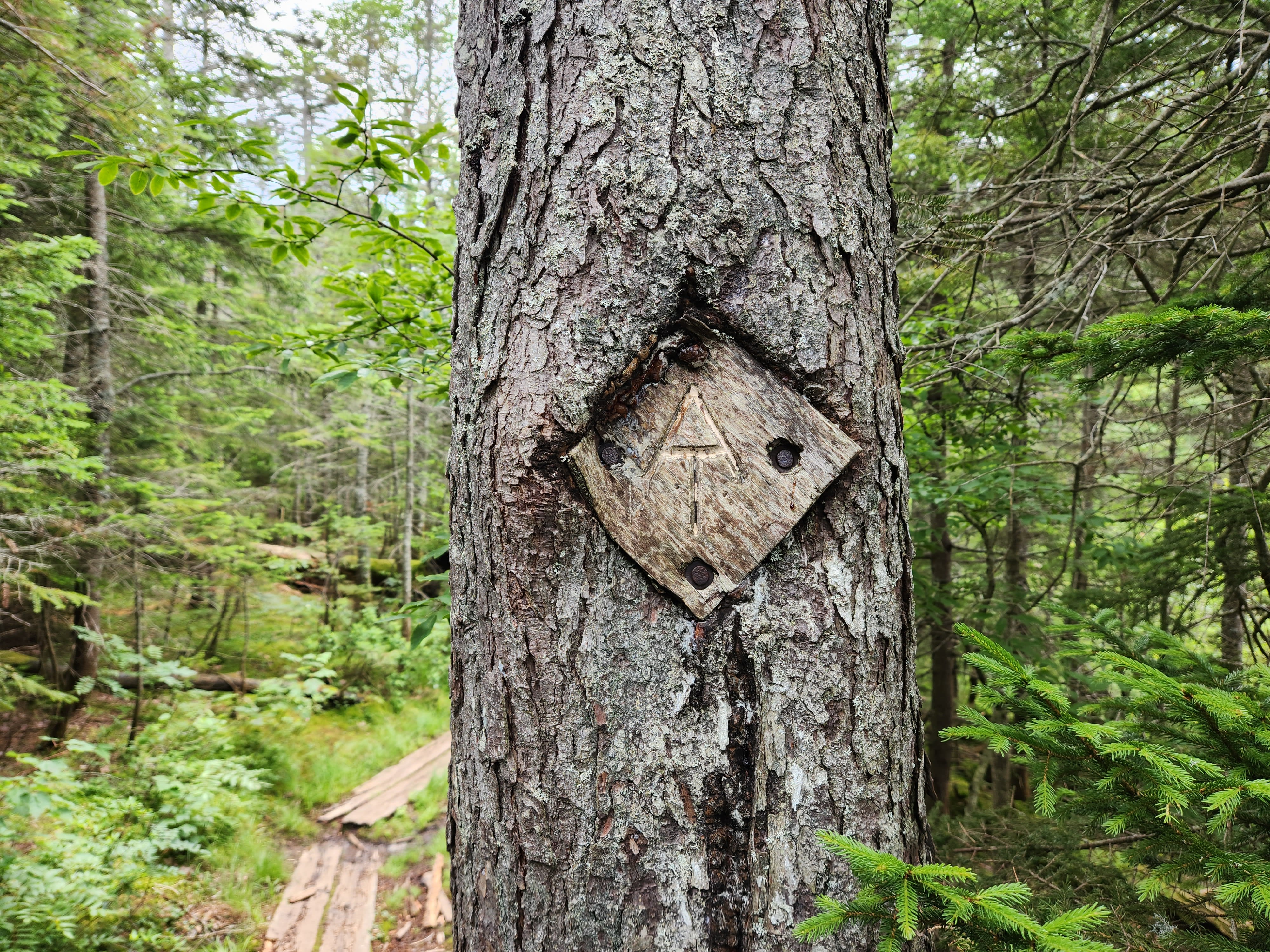 Appalachian Trail tag grown over with tree bark