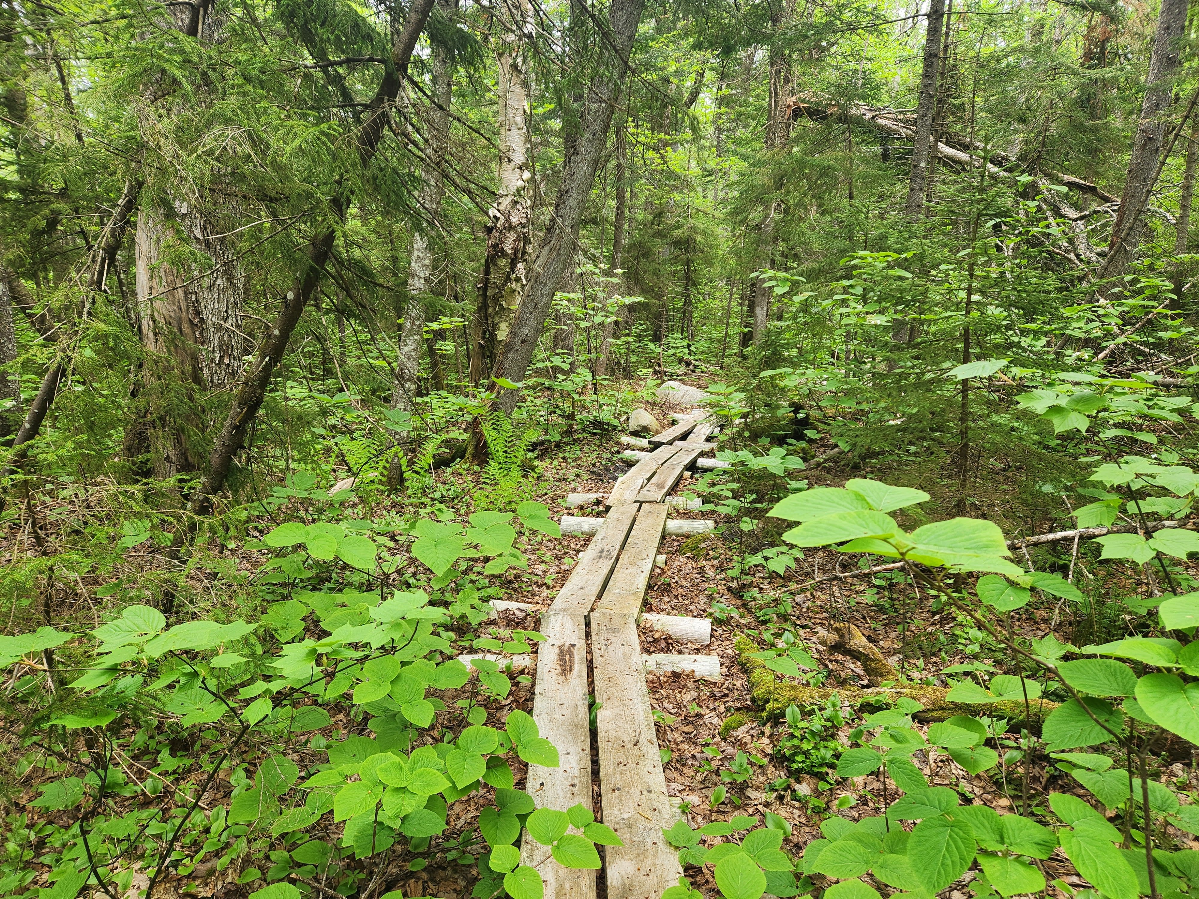 Bog boards on trail