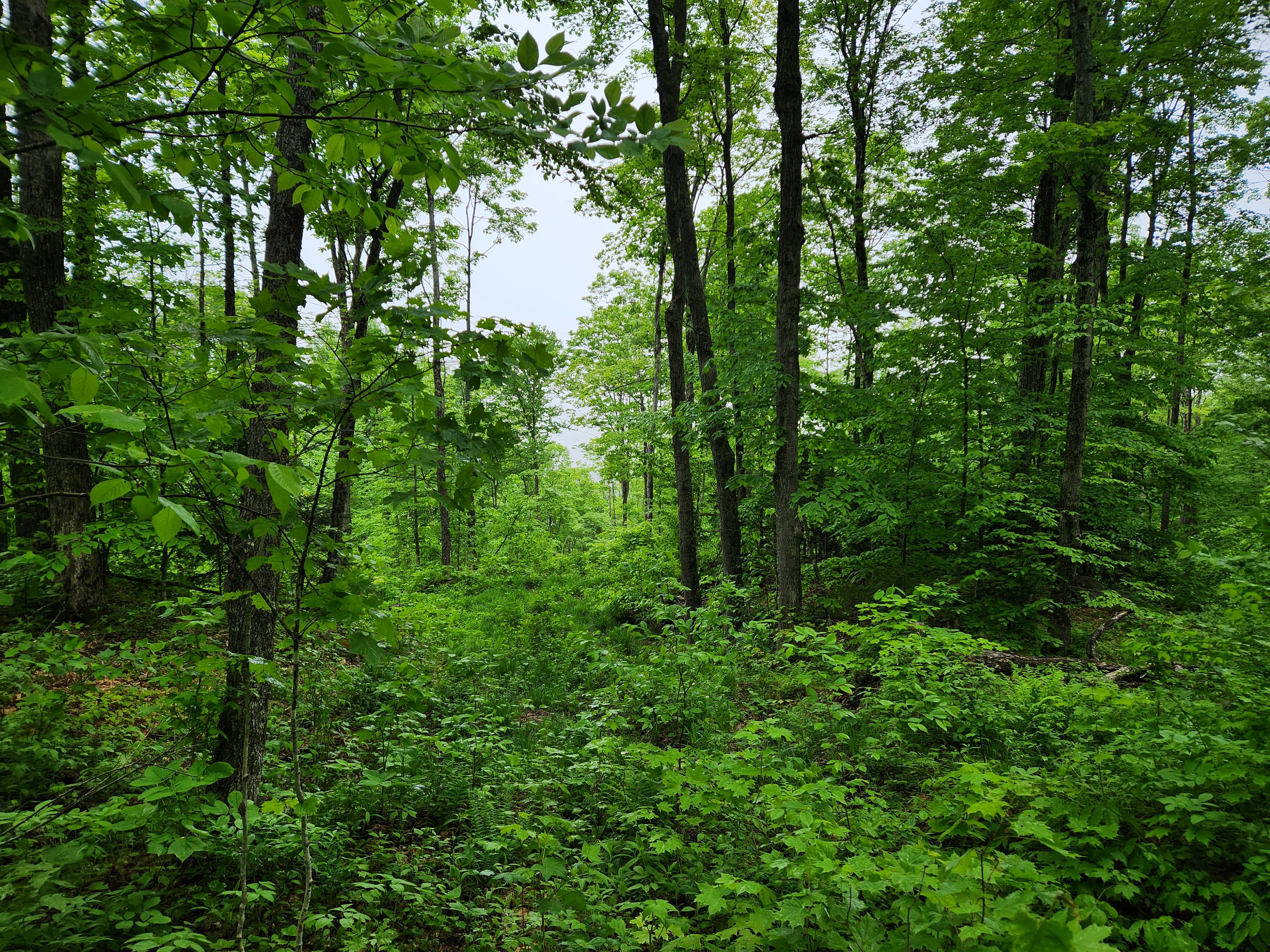 Green foliage