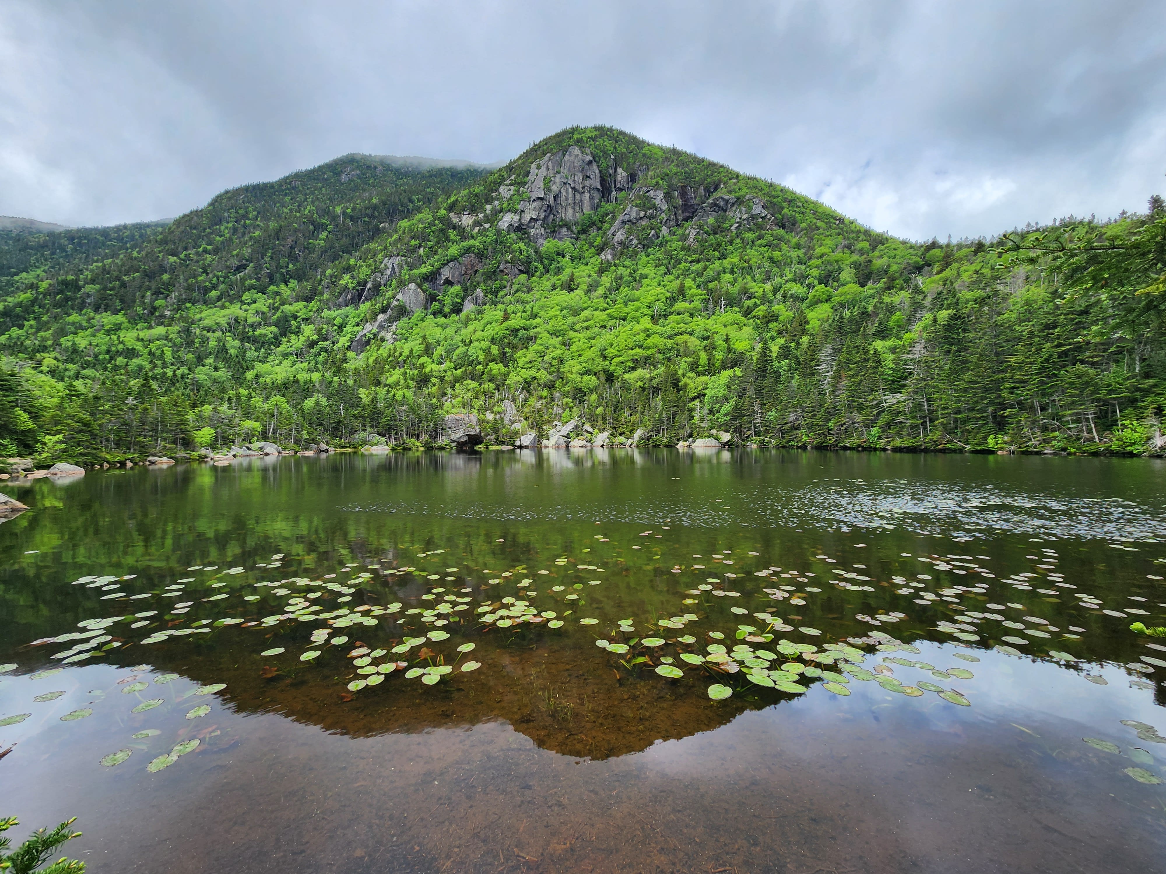 Green mountains behind a pond of water lilies