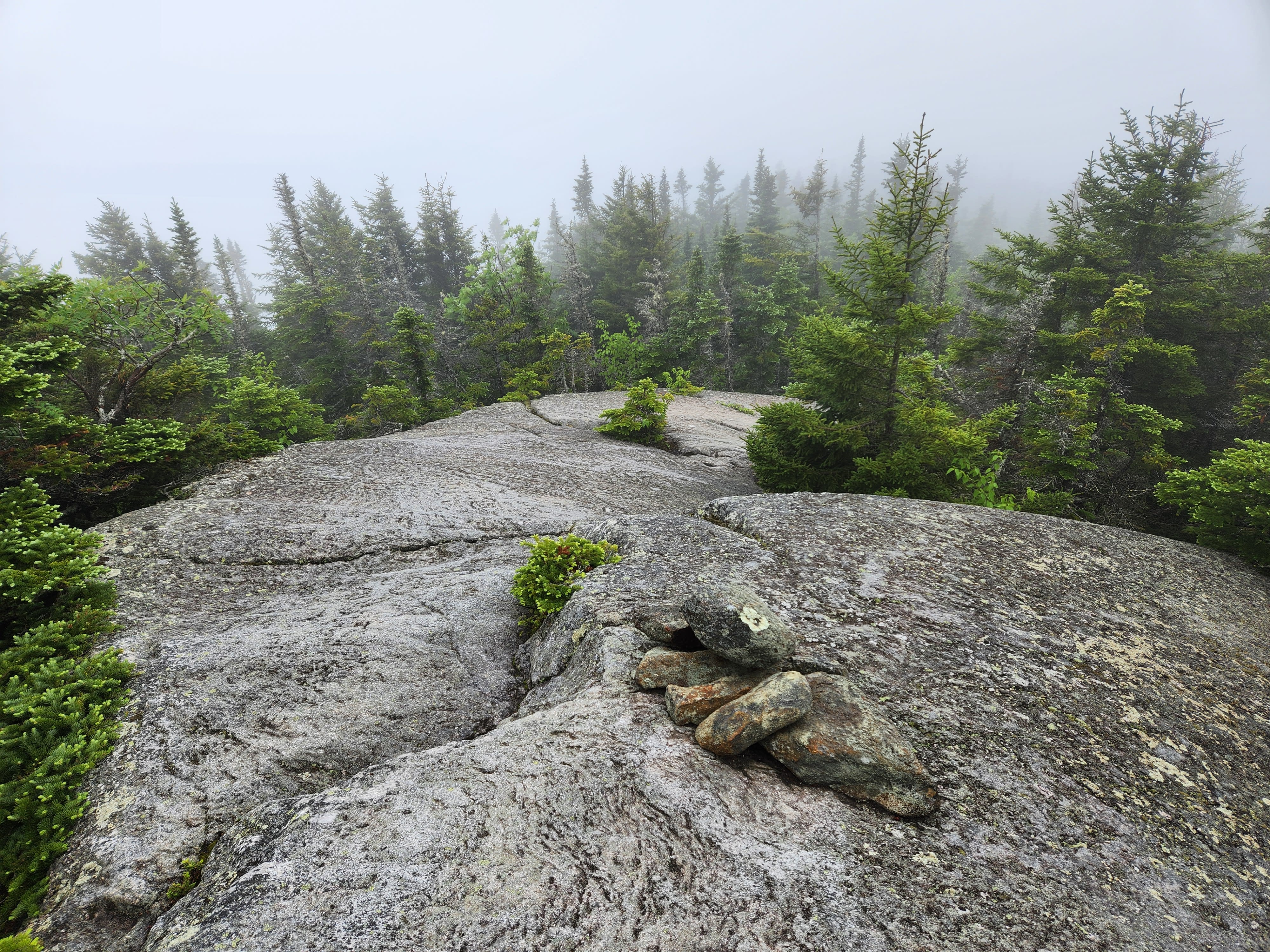 Fog covered pines on steep, rocky trail
