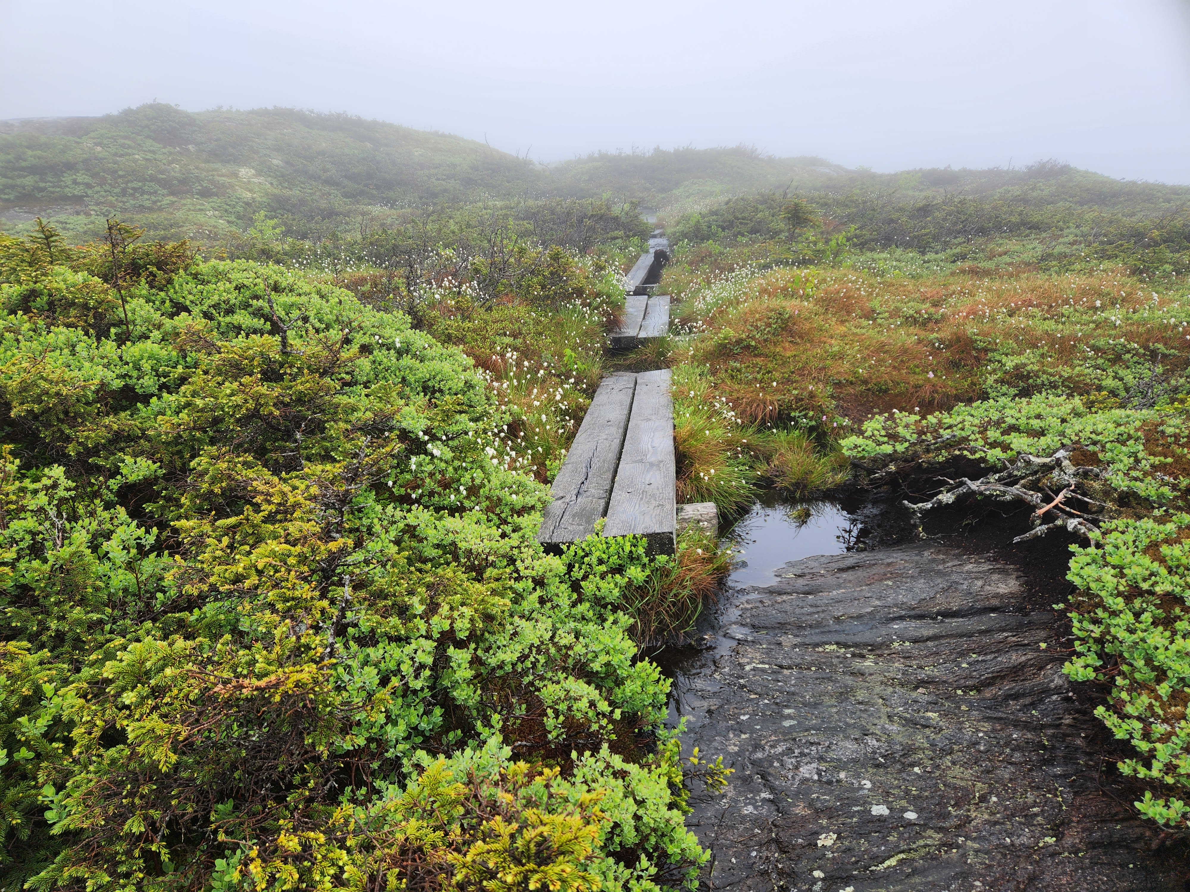 Bog boards crossing fragile alpine zones