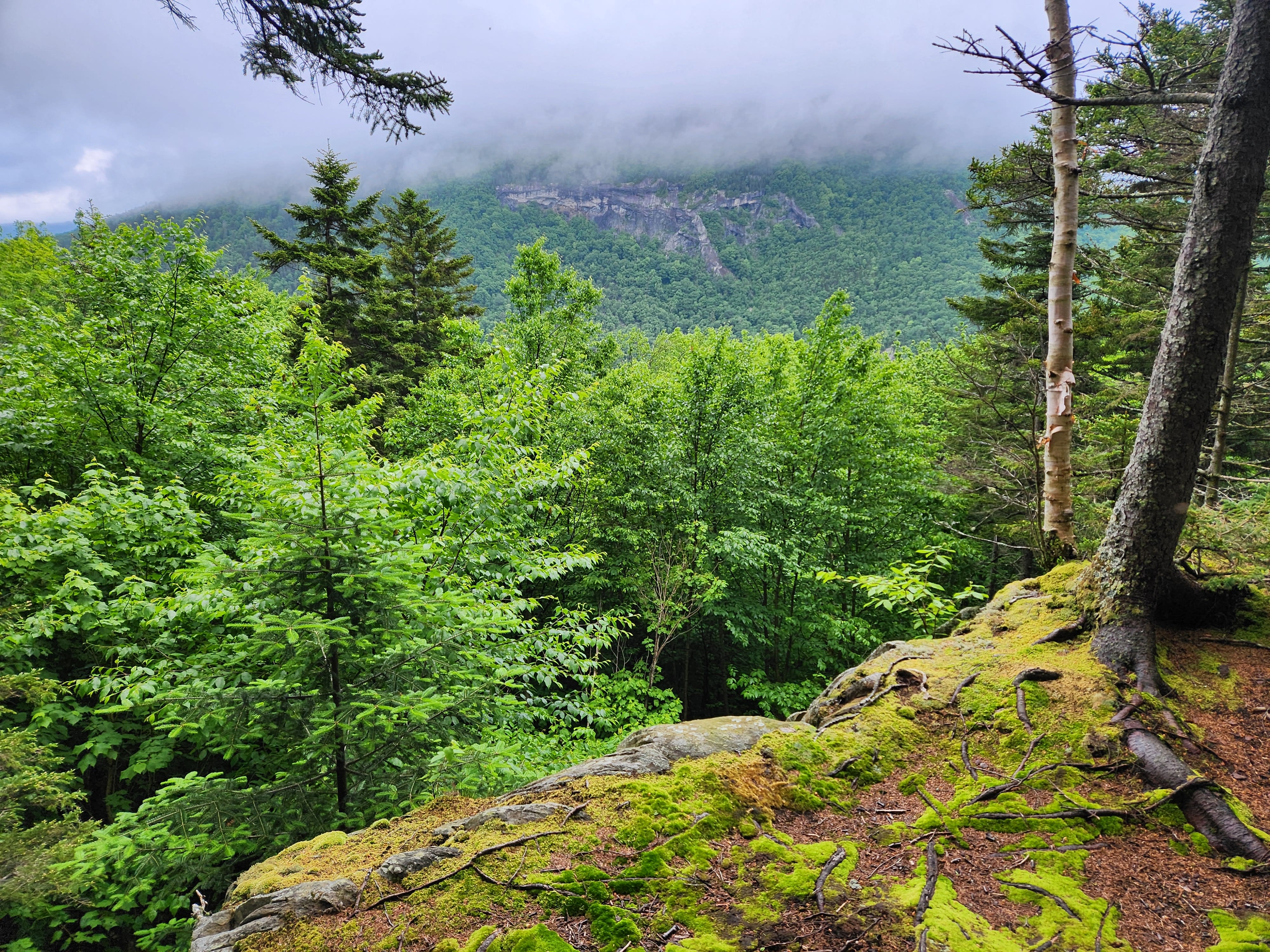 Looking over a mossy cliff