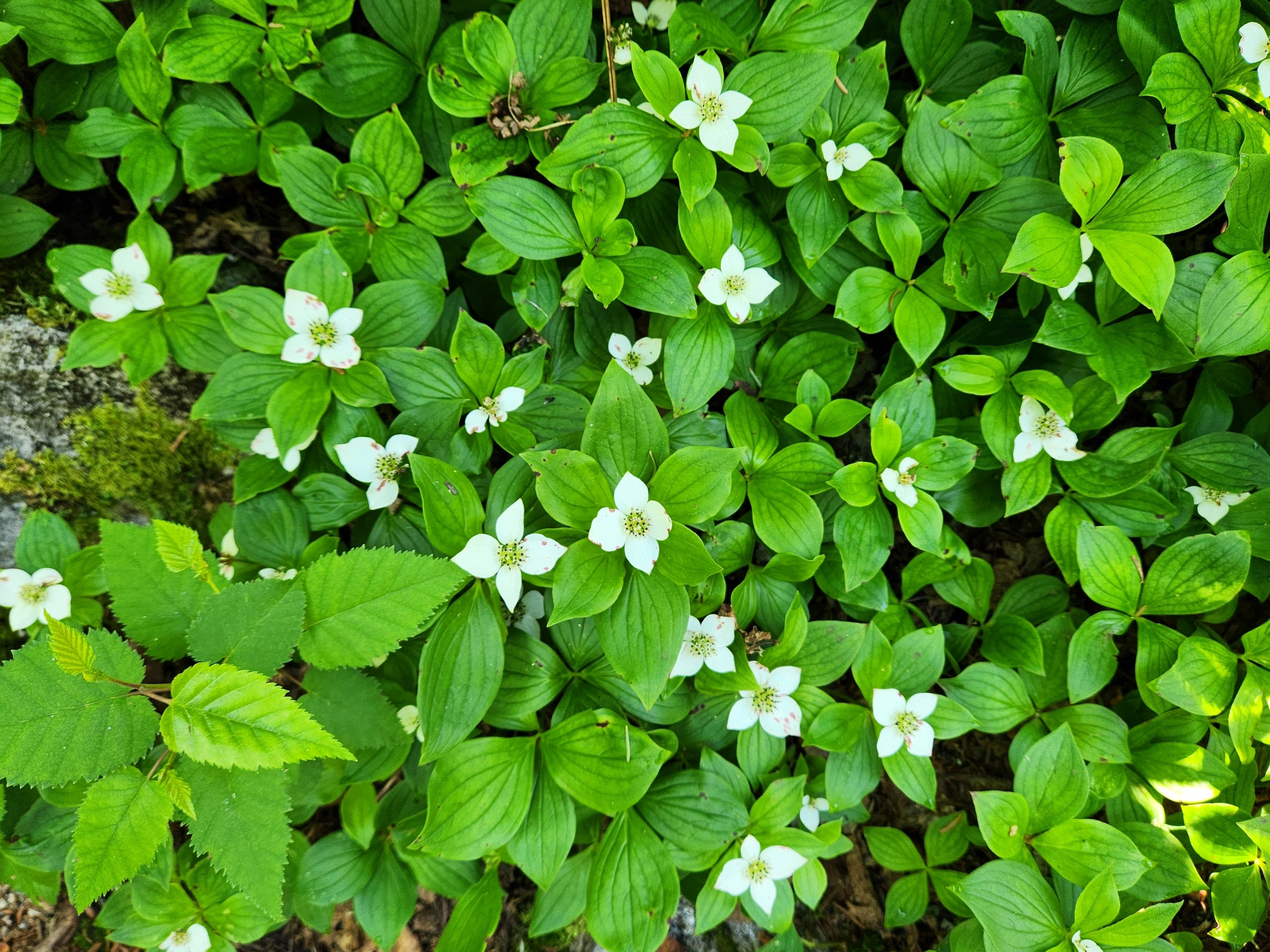 White wildflowers