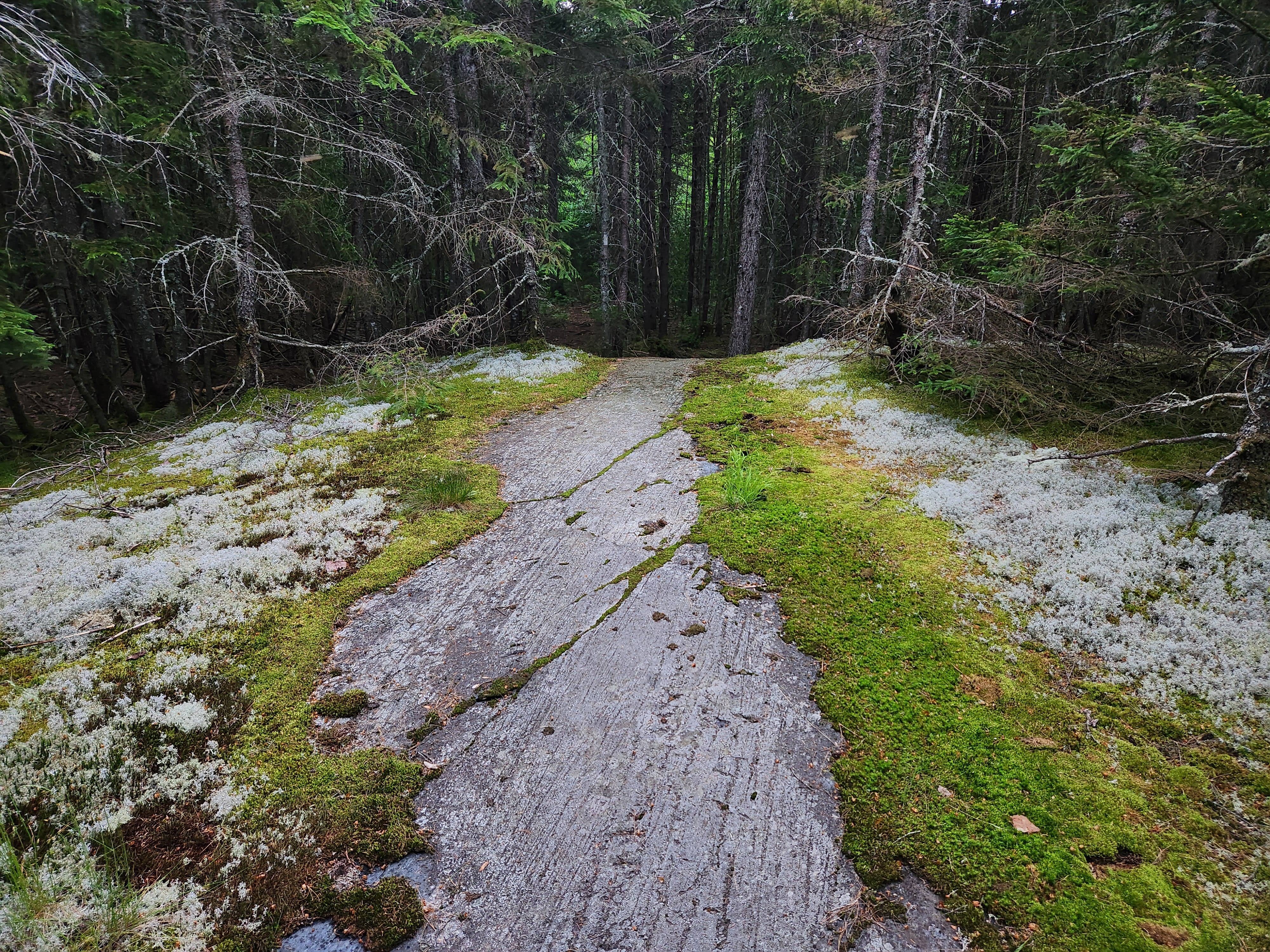 Rocky trail with mossy edges leading into a dark forest