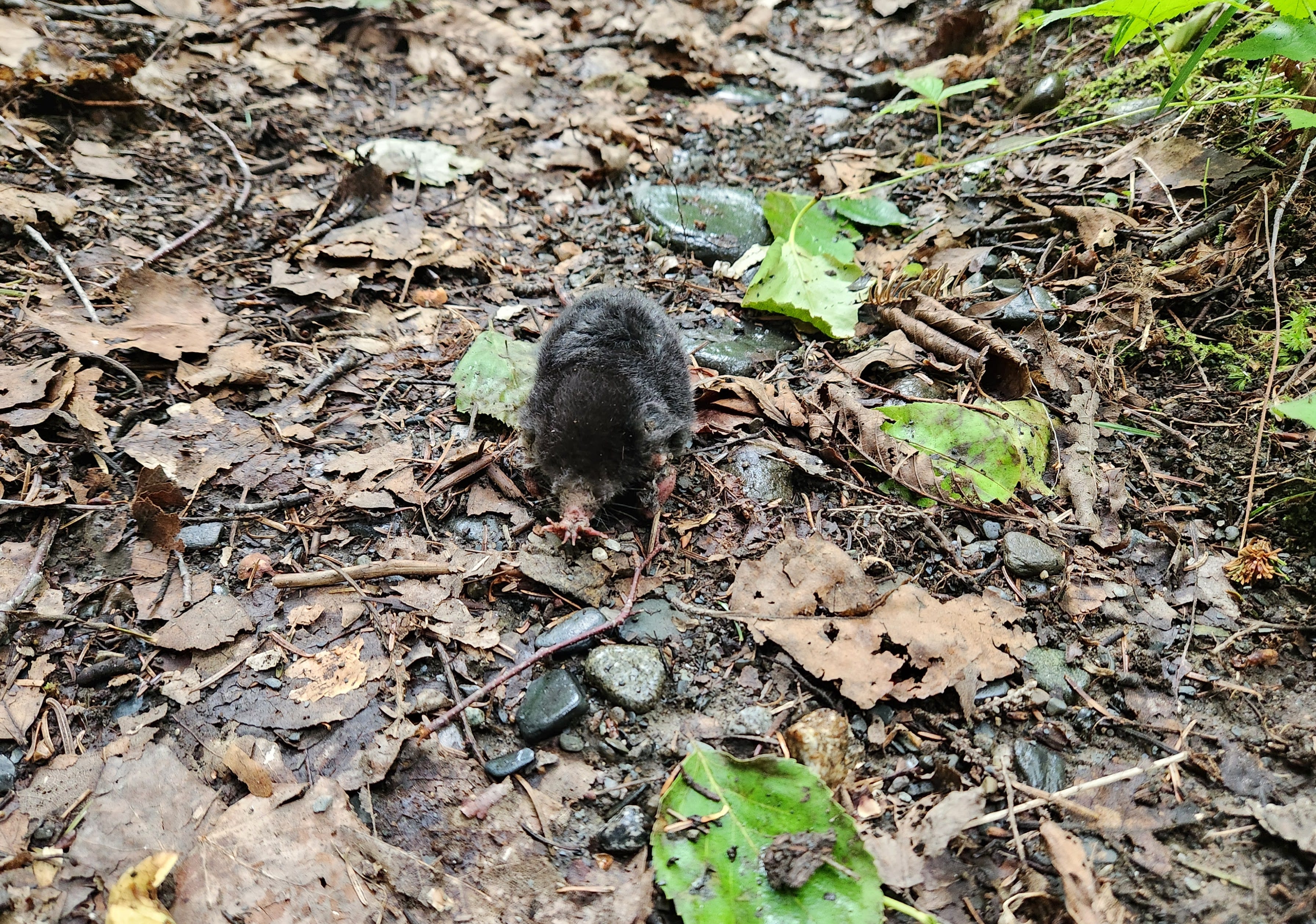 Star-nosed mole on trail