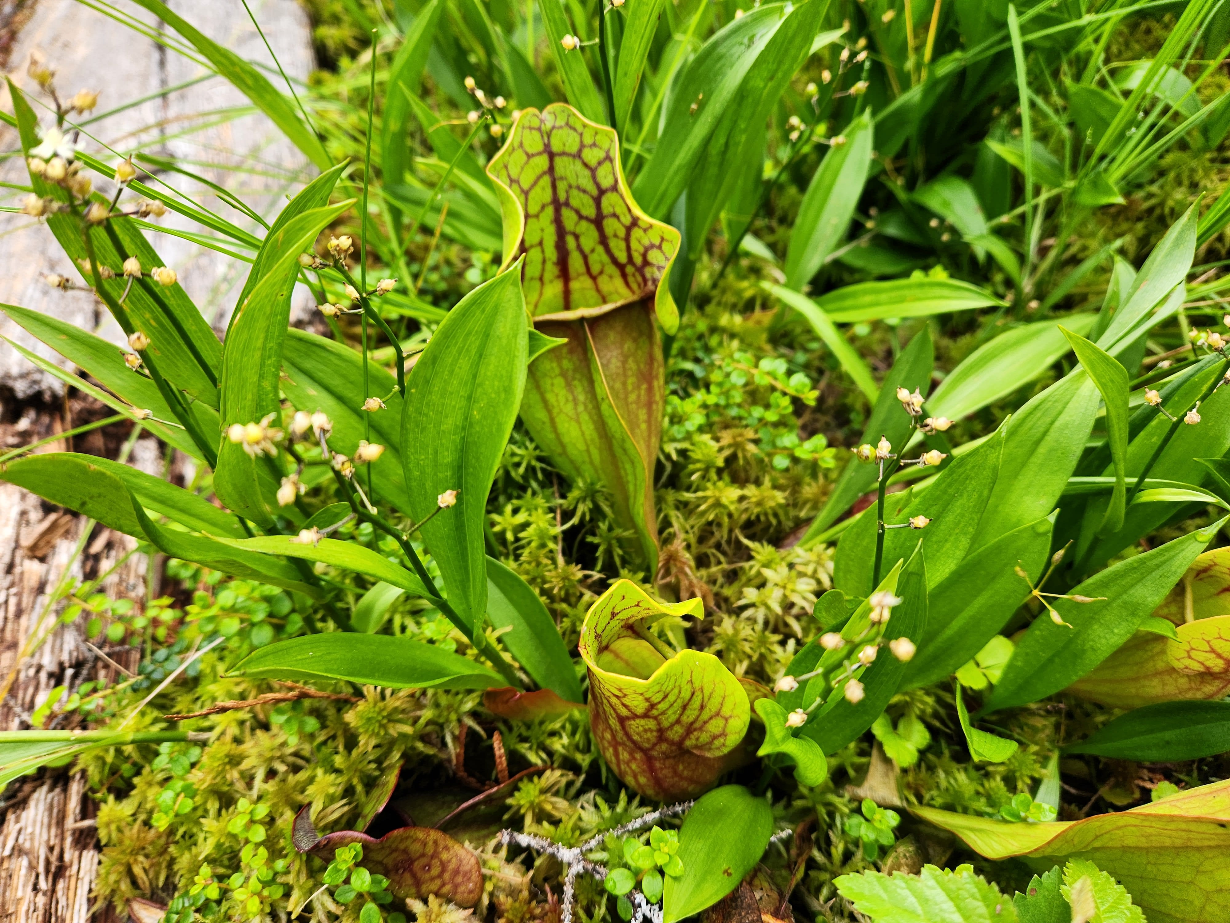 Green and red pitcher plants
