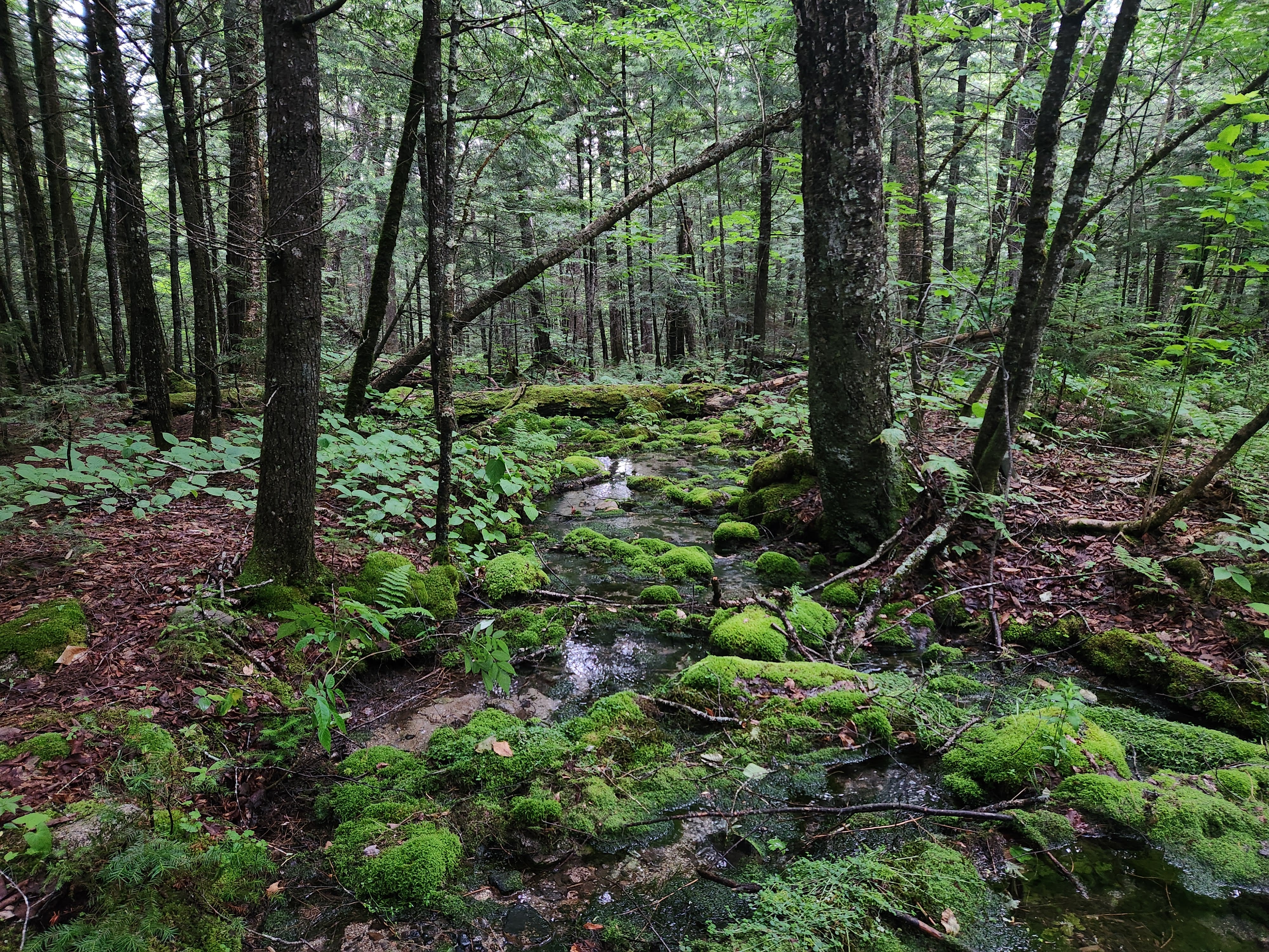 Dark, mossy forest creek