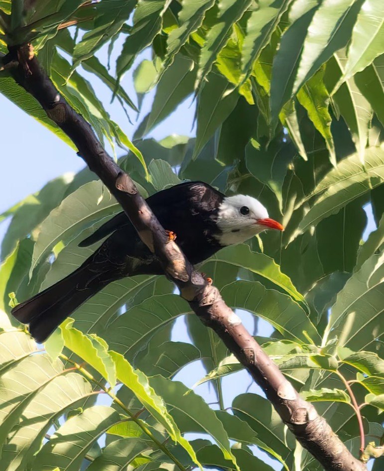 A white-headed bird perched among green leaves