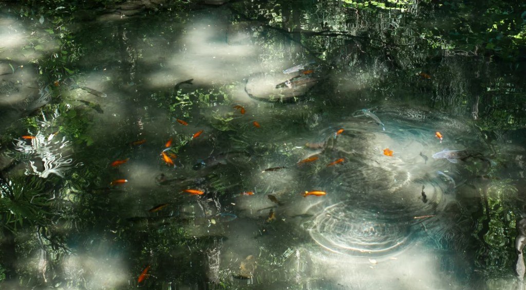 Fish gathering in a shaded forest pool