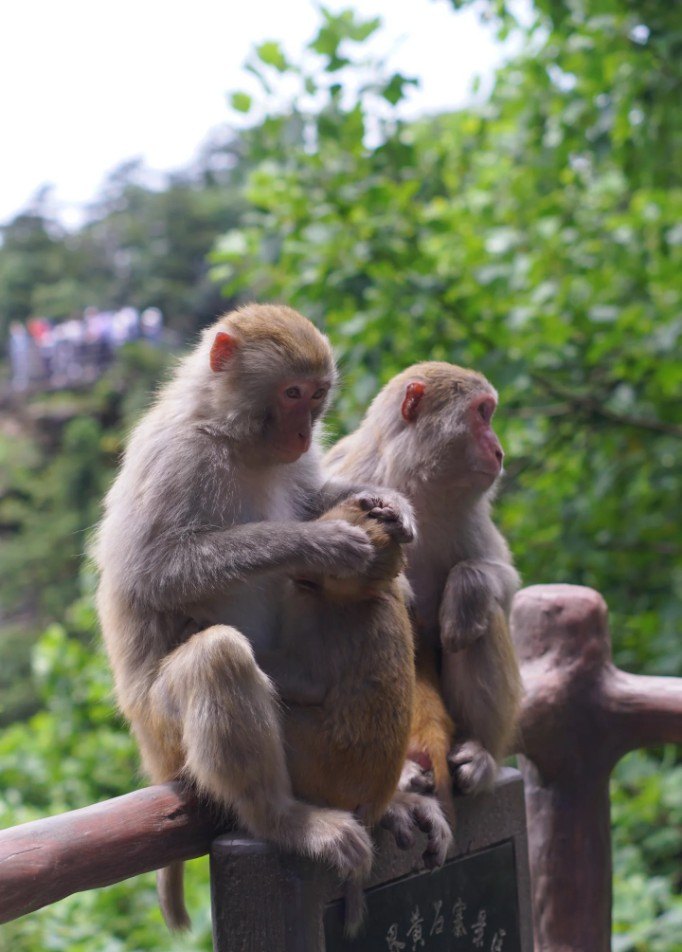 Macaques resting on a wooden rail in the forest