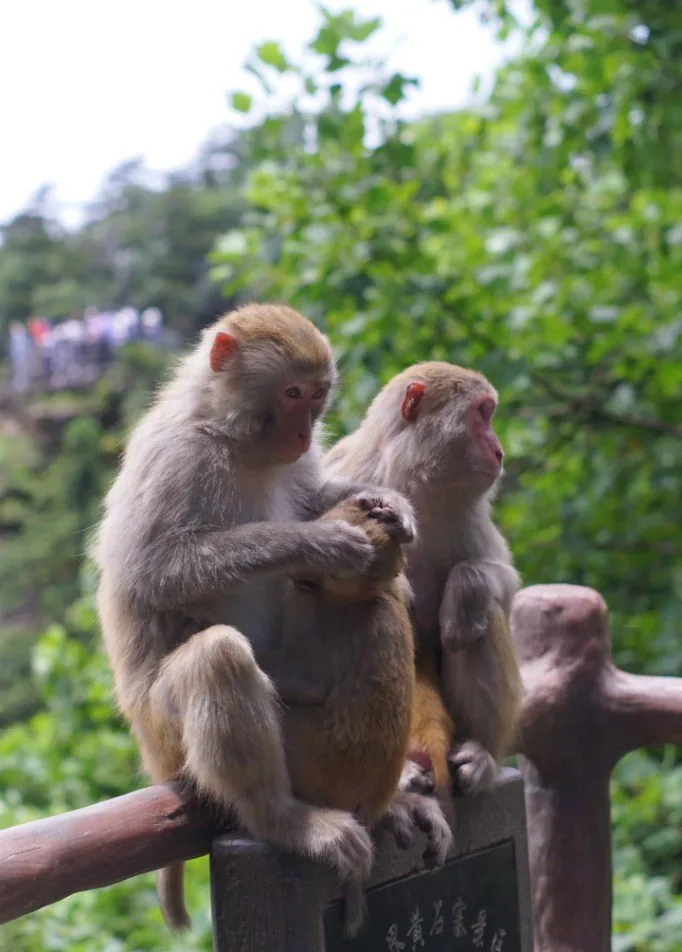 Macaques resting on a wooden rail in the forest