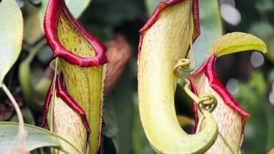 Aardbeien en avondeten in Penang