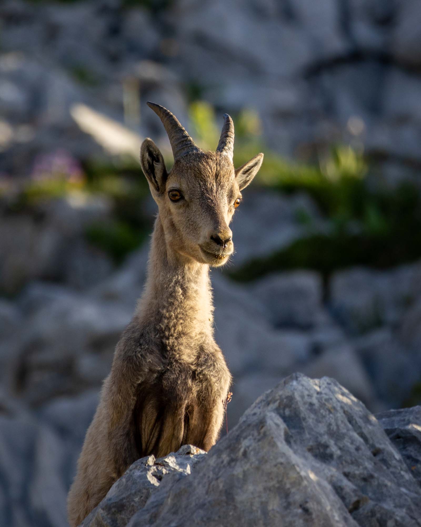 Image de la catégorie Sujet - Animaux