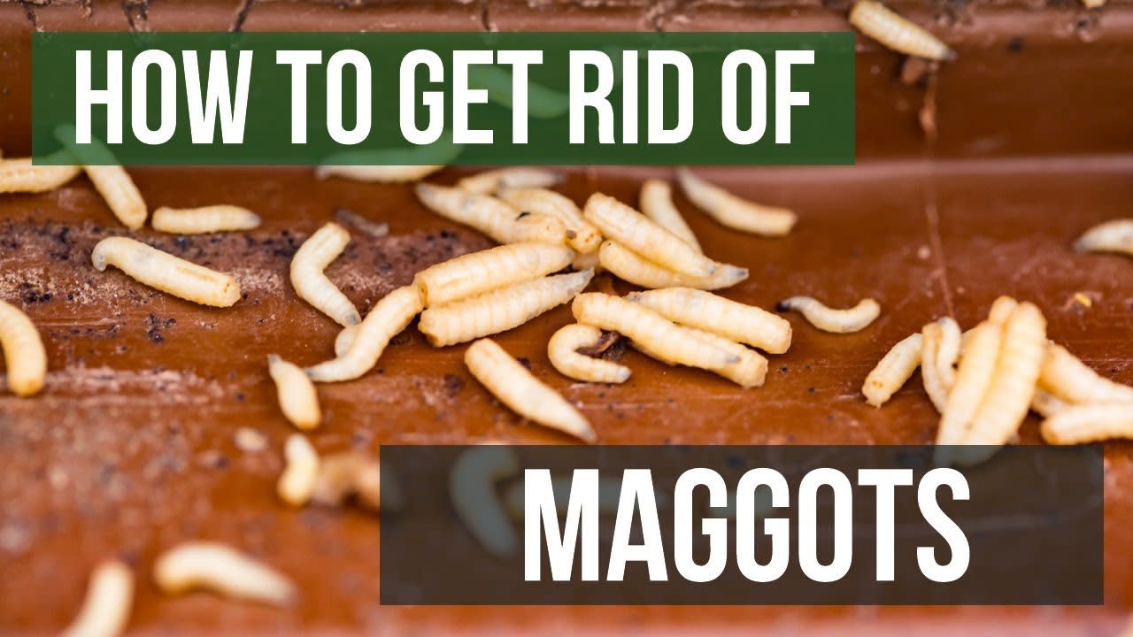 What to Do If You Find Maggots in Your Kitchen Quick Fixes