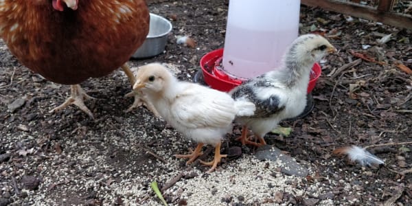 Two young chicks