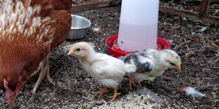 Mummy hen and her two baby chicks