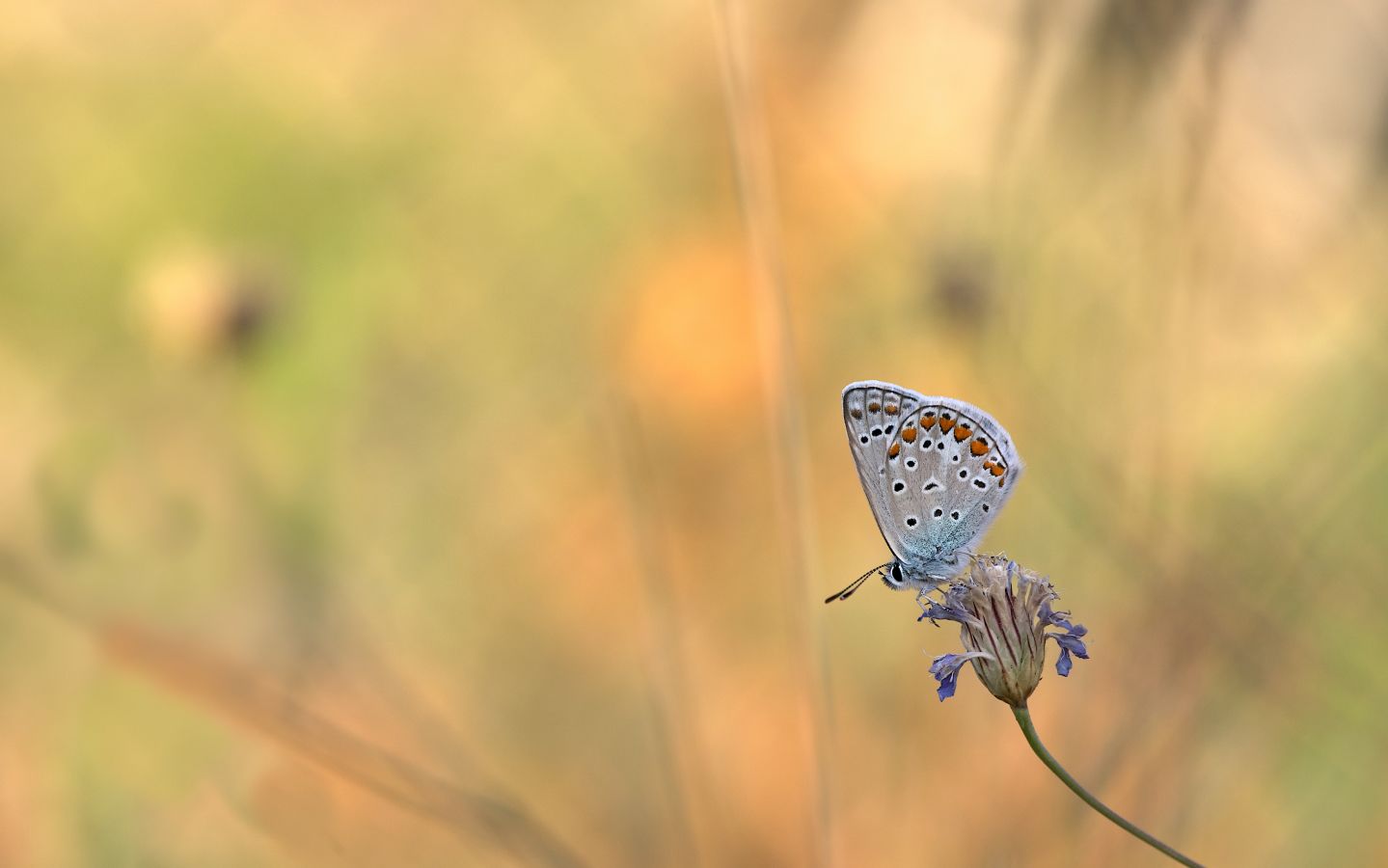 Imagen de una mariposa posada sobre una flor