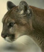 cougar