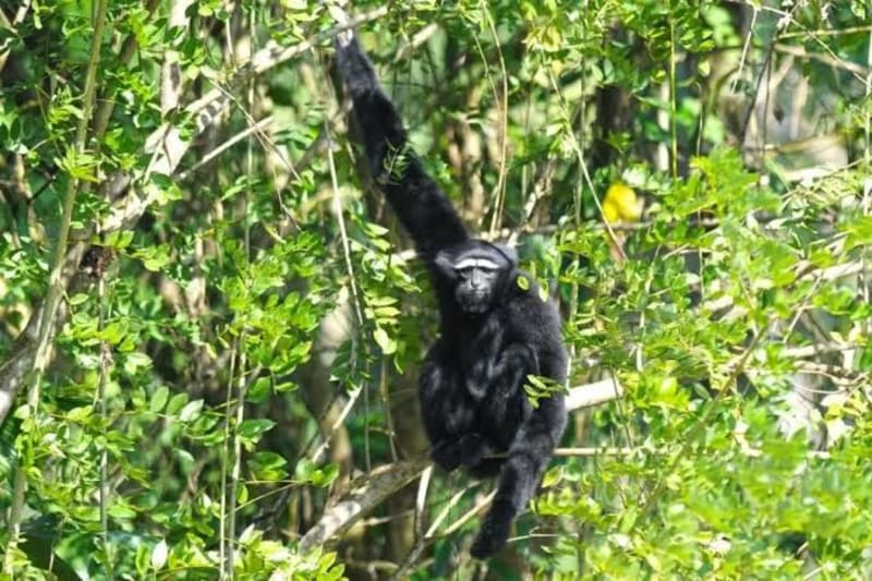 Hoolock Gibbon Sanctuary